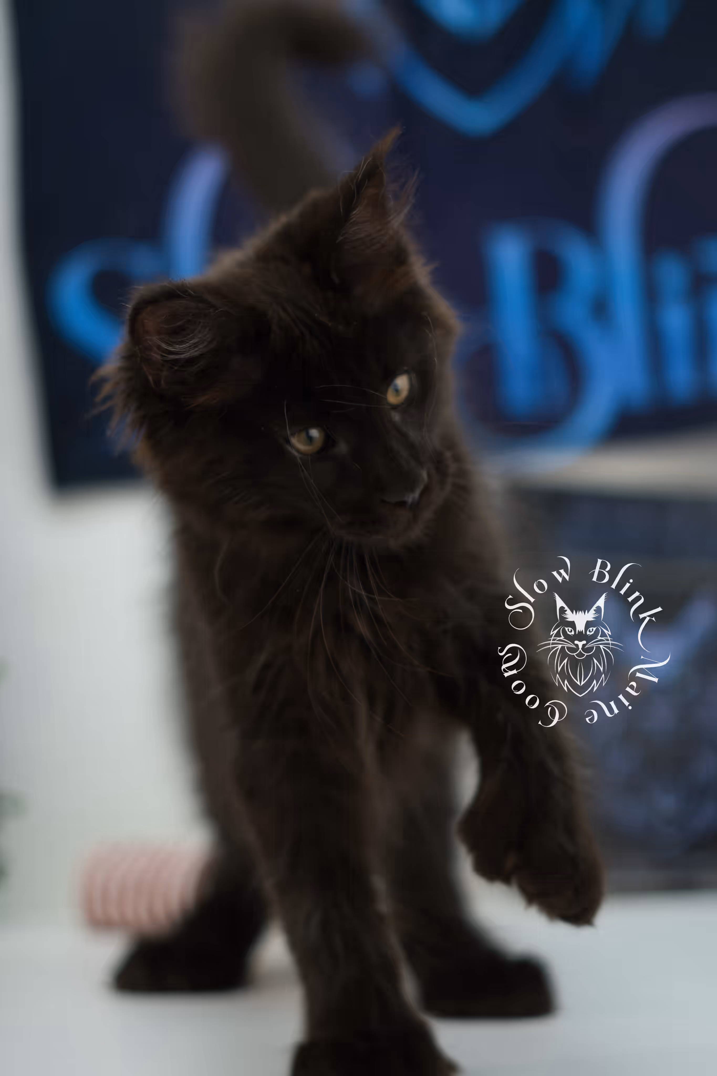 black solid maine coon kitten | age 8 weeks old | slowblinkmainecoons | ems code n | male | named west | taken jul 23 2025 Black Maine Coon Kittens > black solid maine coon kitten | age 8 weeks old | slowblinkmainecoons | ems code n | male | named west | taken jul 23 2025 | idx 20