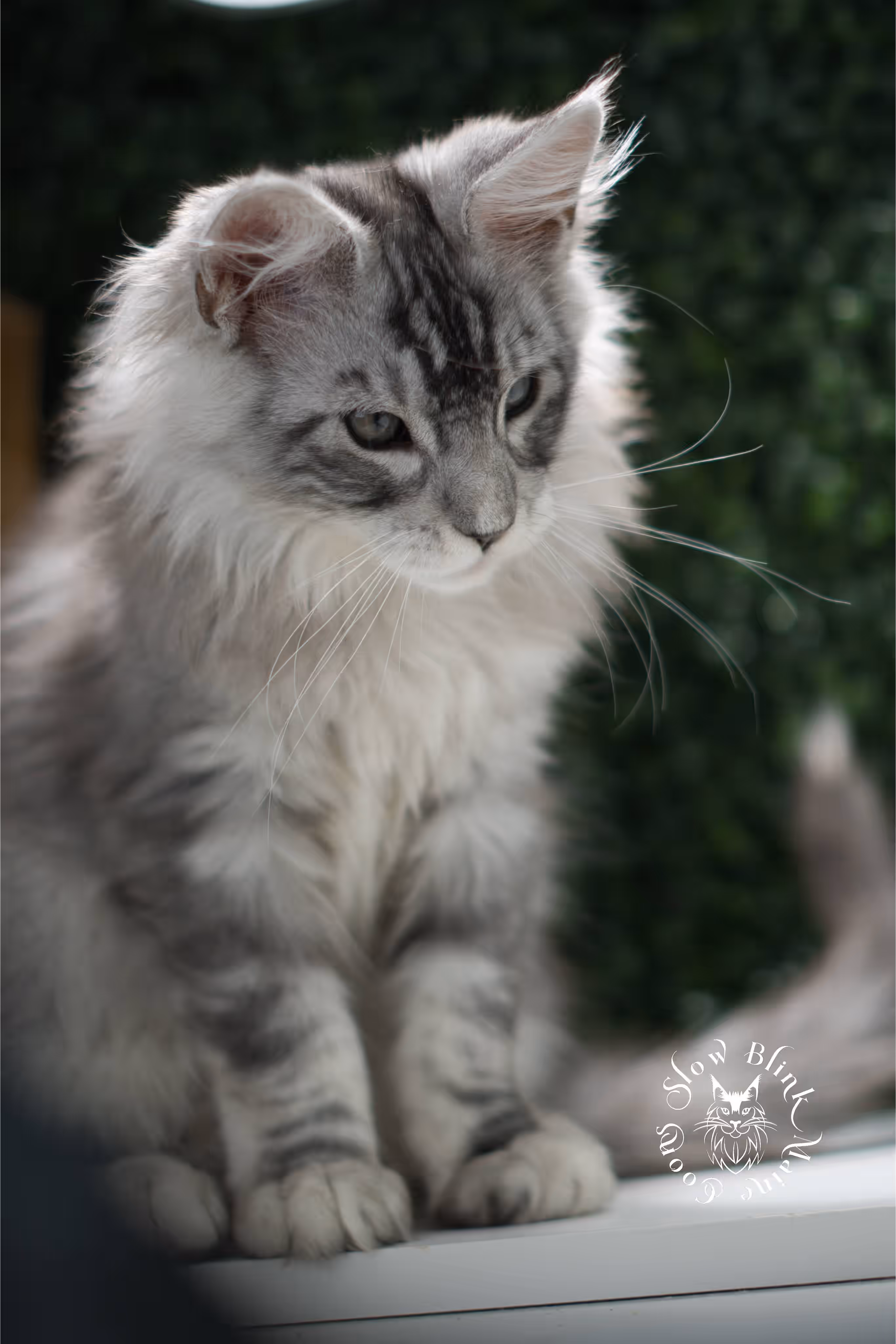 black high silver tabby with white maine coon kitten | ems code mcp ns 25 09 | taken jul 23 2025 | poly | age 8 weeks | male | named valentino Black Silver Tabby Maine Coon Kittens > black high silver tabby with white maine coon kitten | ems code mcp ns 25 09 | taken jul 23 2025 | poly | age 8 weeks | male | named valentino | idx 01