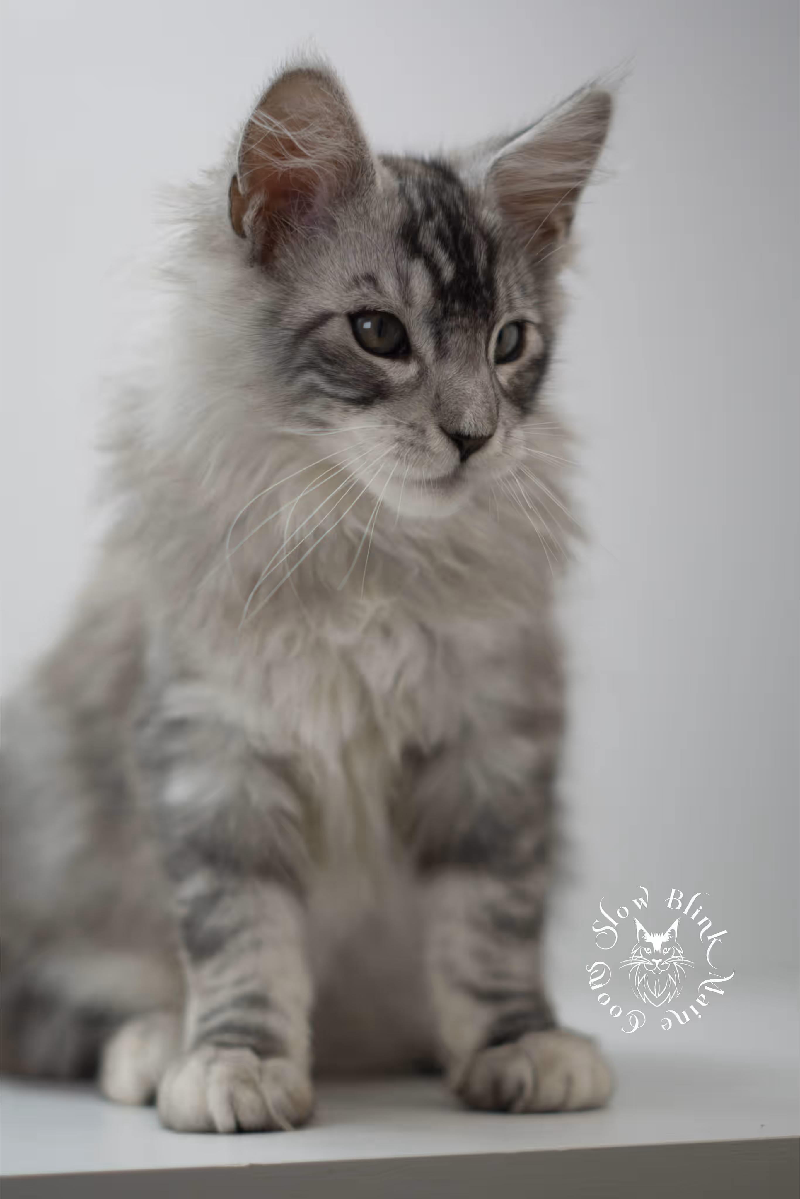 black high silver tabby with white maine coon kitten | ems code mcp ns 25 09 | taken jul 23 2025 | poly | age 8 weeks | male | named valentino Black Silver Tabby Maine Coon Kittens > black high silver tabby with white maine coon kitten | ems code mcp ns 25 09 | taken jul 23 2025 | poly | age 8 weeks | male | named valentino | idx 05