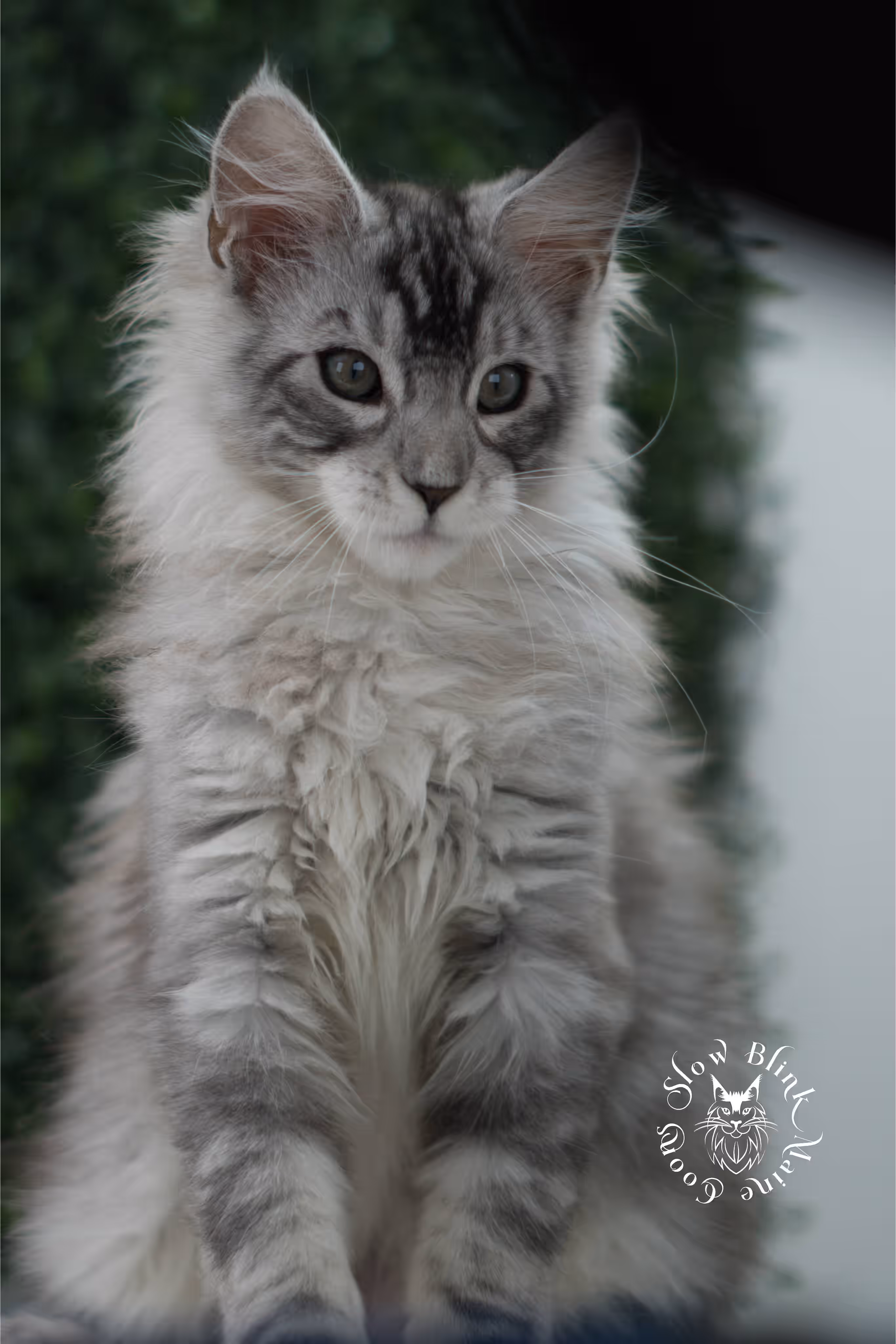 black high silver tabby with white maine coon kitten | ems code mcp ns 25 09 | taken jul 23 2025 | poly | age 8 weeks | male | named valentino Black Silver Tabby Maine Coon Kittens > black high silver tabby with white maine coon kitten | ems code mcp ns 25 09 | taken jul 23 2025 | poly | age 8 weeks | male | named valentino | idx 07
