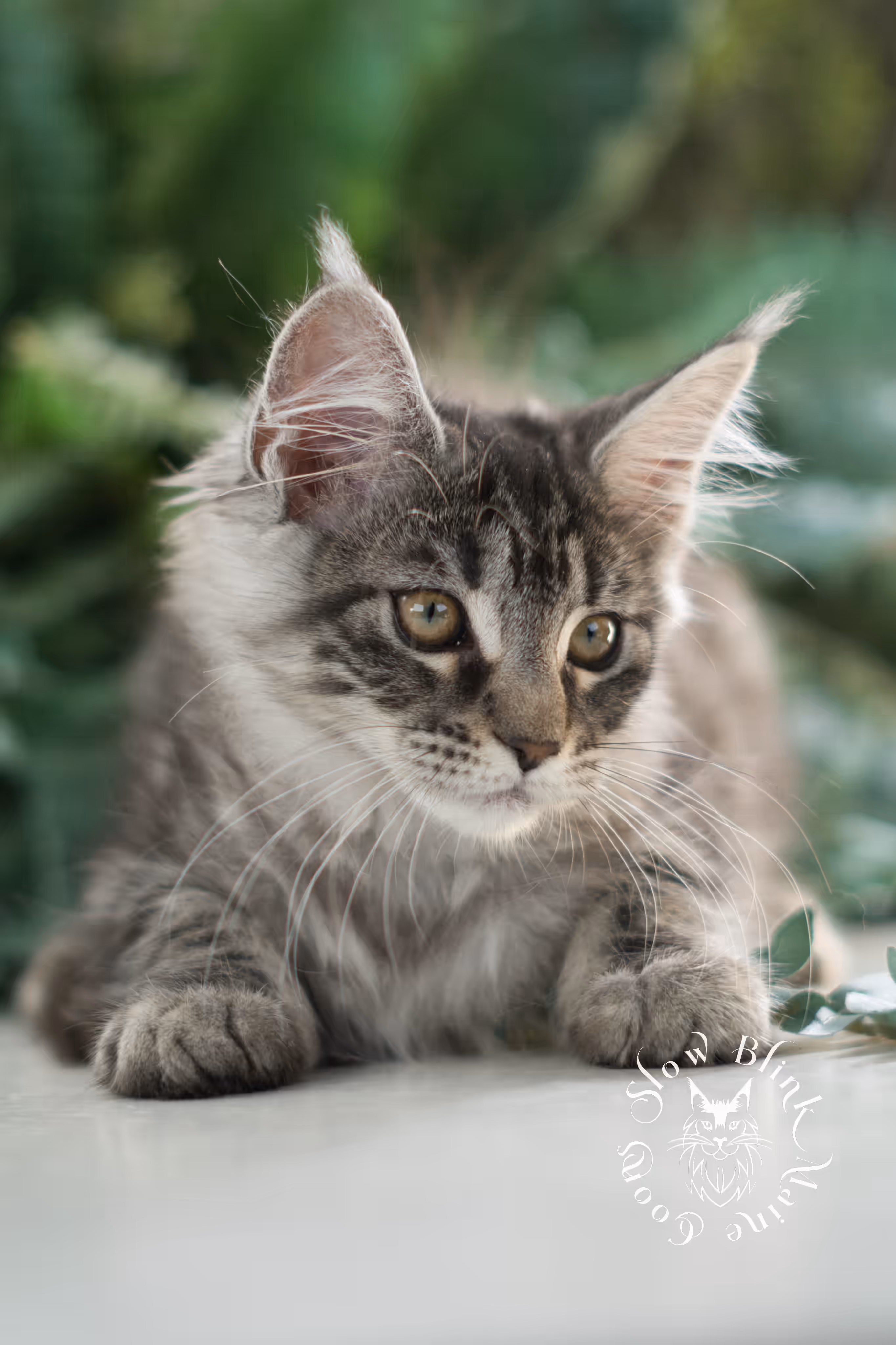 black silver tabby | maine coon kitten | ems code mco ns 22 | female | age 8 weeks | taken mar 2025 Black Silver Tabby Maine Coon Kittens > black silver tabby | maine coon kitten | ems code mco ns 22 | female | age 8 weeks | taken mar 2025 | idx 01