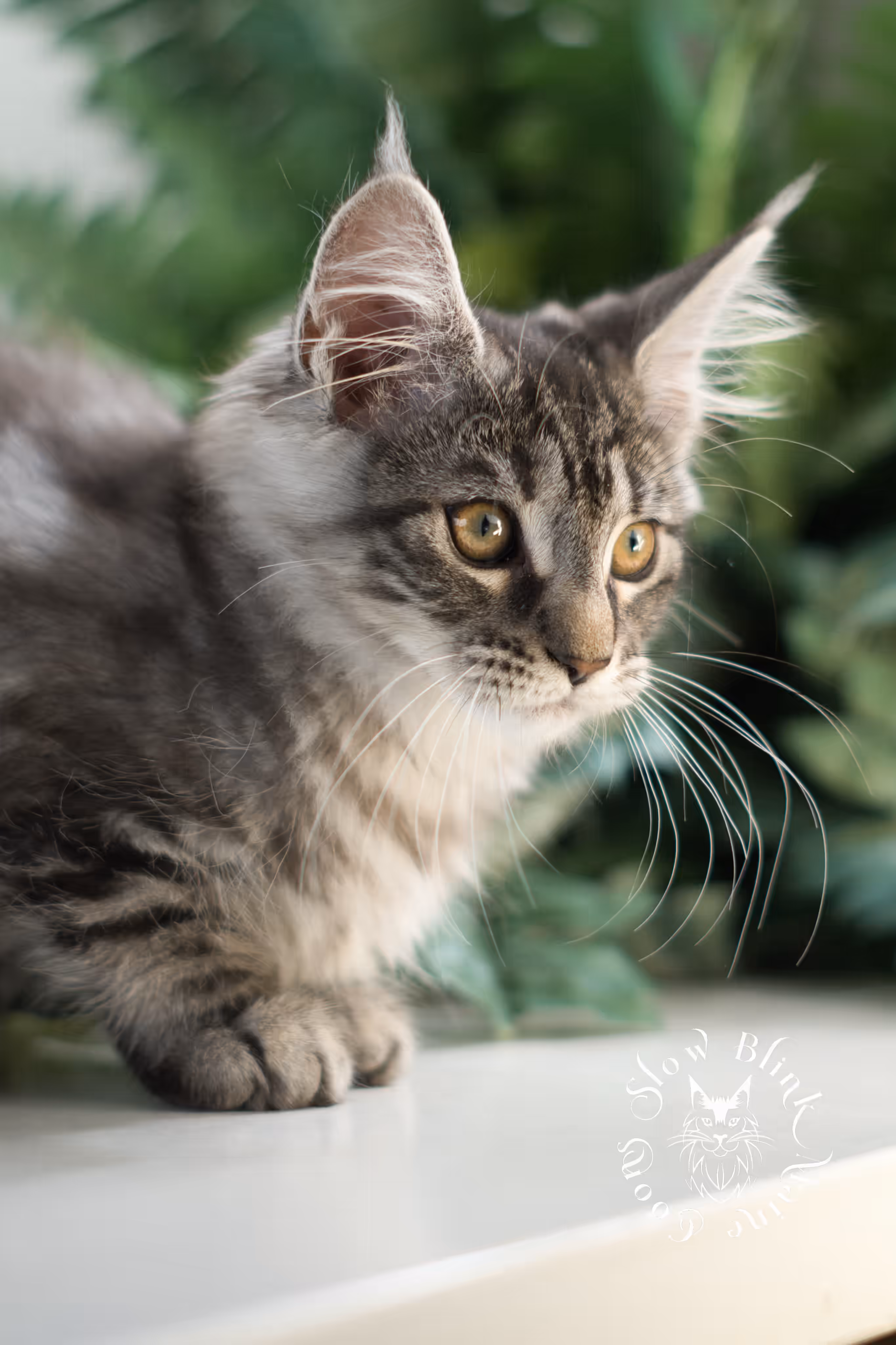 black silver tabby | maine coon kitten | ems code mco ns 22 | female | age 8 weeks | taken mar 2025 Black Silver Tabby Maine Coon Kittens > black silver tabby | maine coon kitten | ems code mco ns 22 | female | age 8 weeks | taken mar 2025 | idx 02