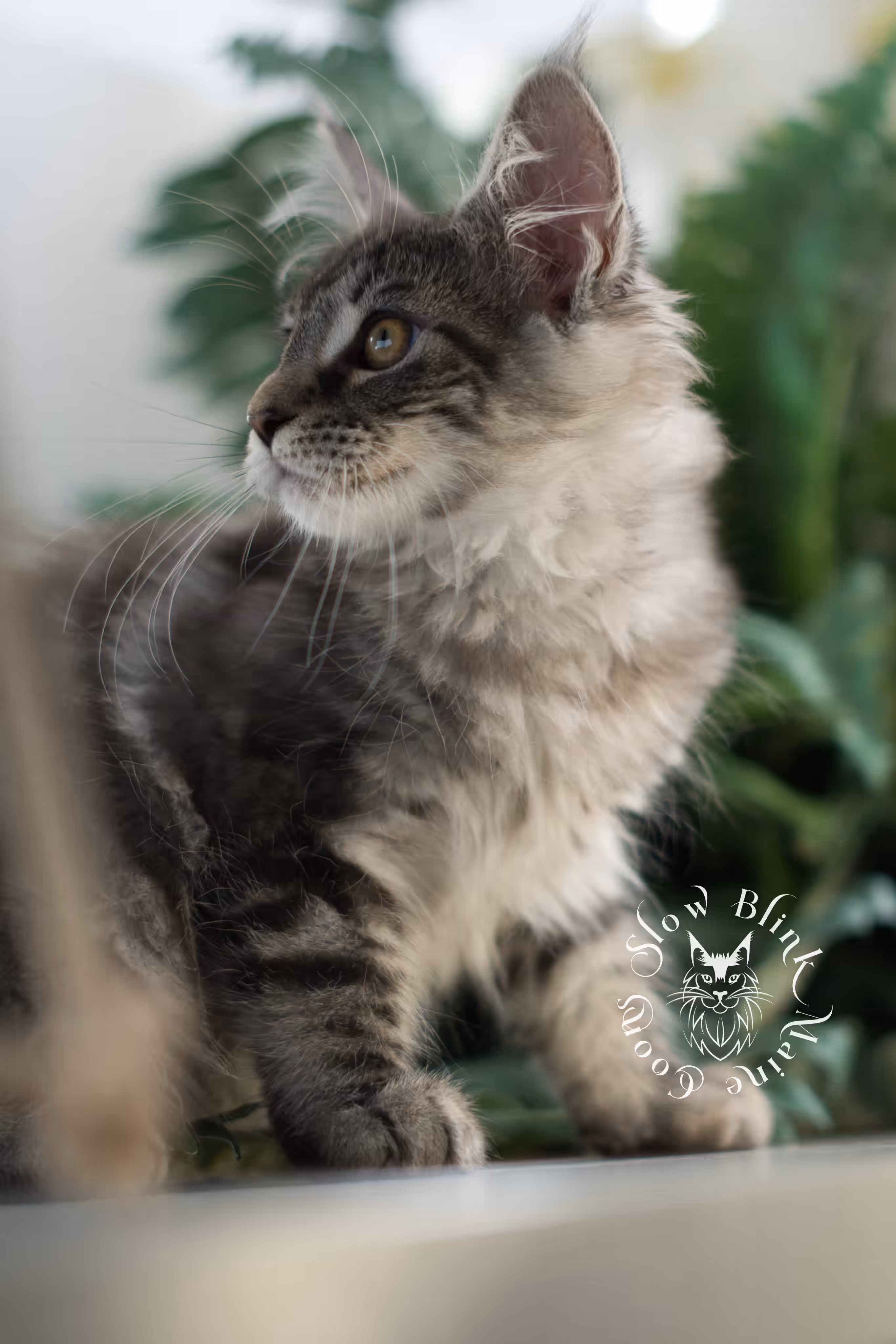 black silver tabby | maine coon kitten | ems code mco ns 22 | female | age 8 weeks | taken mar 2025 Black Silver Tabby Maine Coon Kittens > black silver tabby | maine coon kitten | ems code mco ns 22 | female | age 8 weeks | taken mar 2025 | idx 03