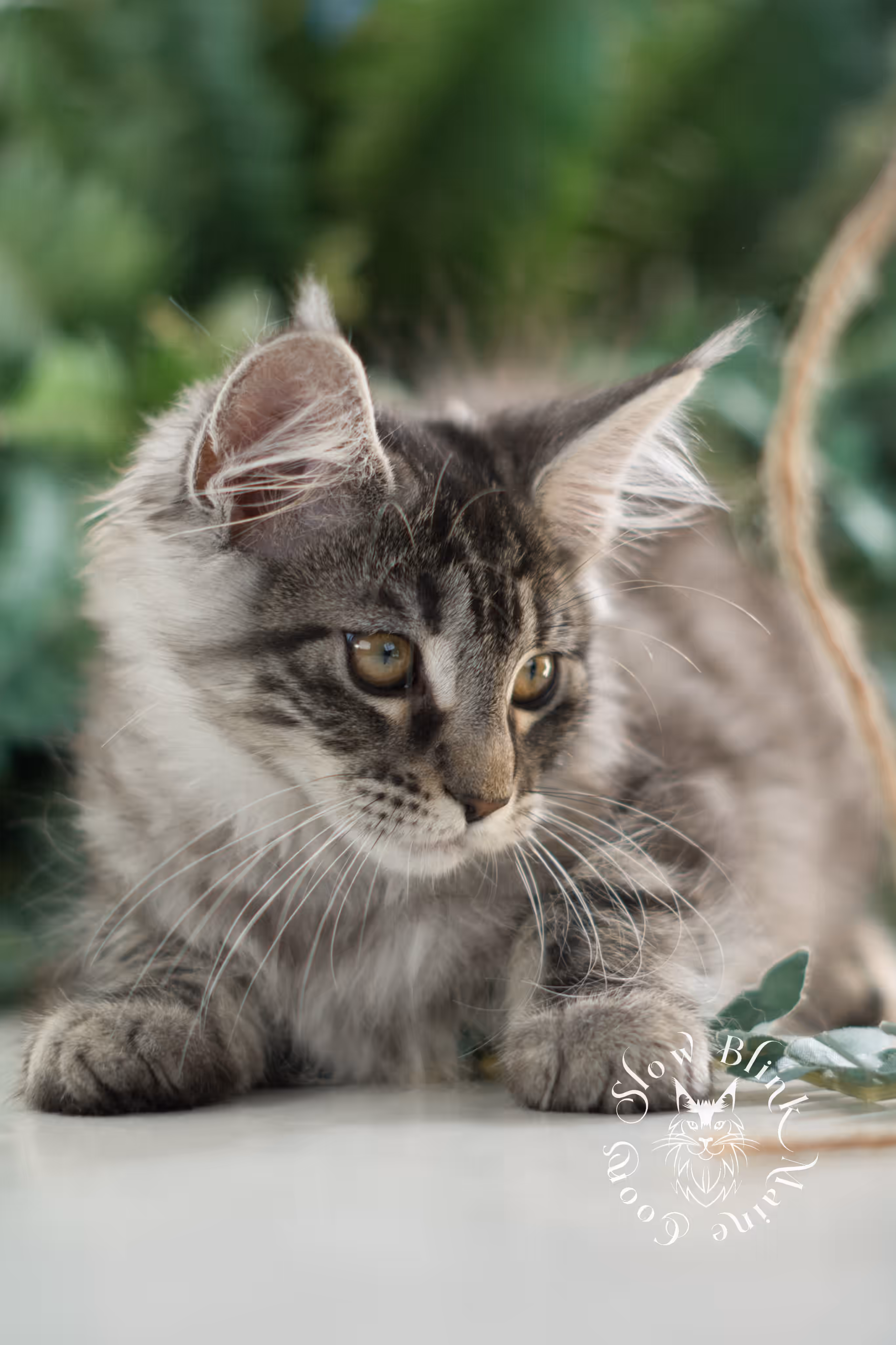 black silver tabby | maine coon kitten | ems code mco ns 22 | female | age 8 weeks | taken mar 2025 Black Silver Tabby Maine Coon Kittens > black silver tabby | maine coon kitten | ems code mco ns 22 | female | age 8 weeks | taken mar 2025 | idx 04
