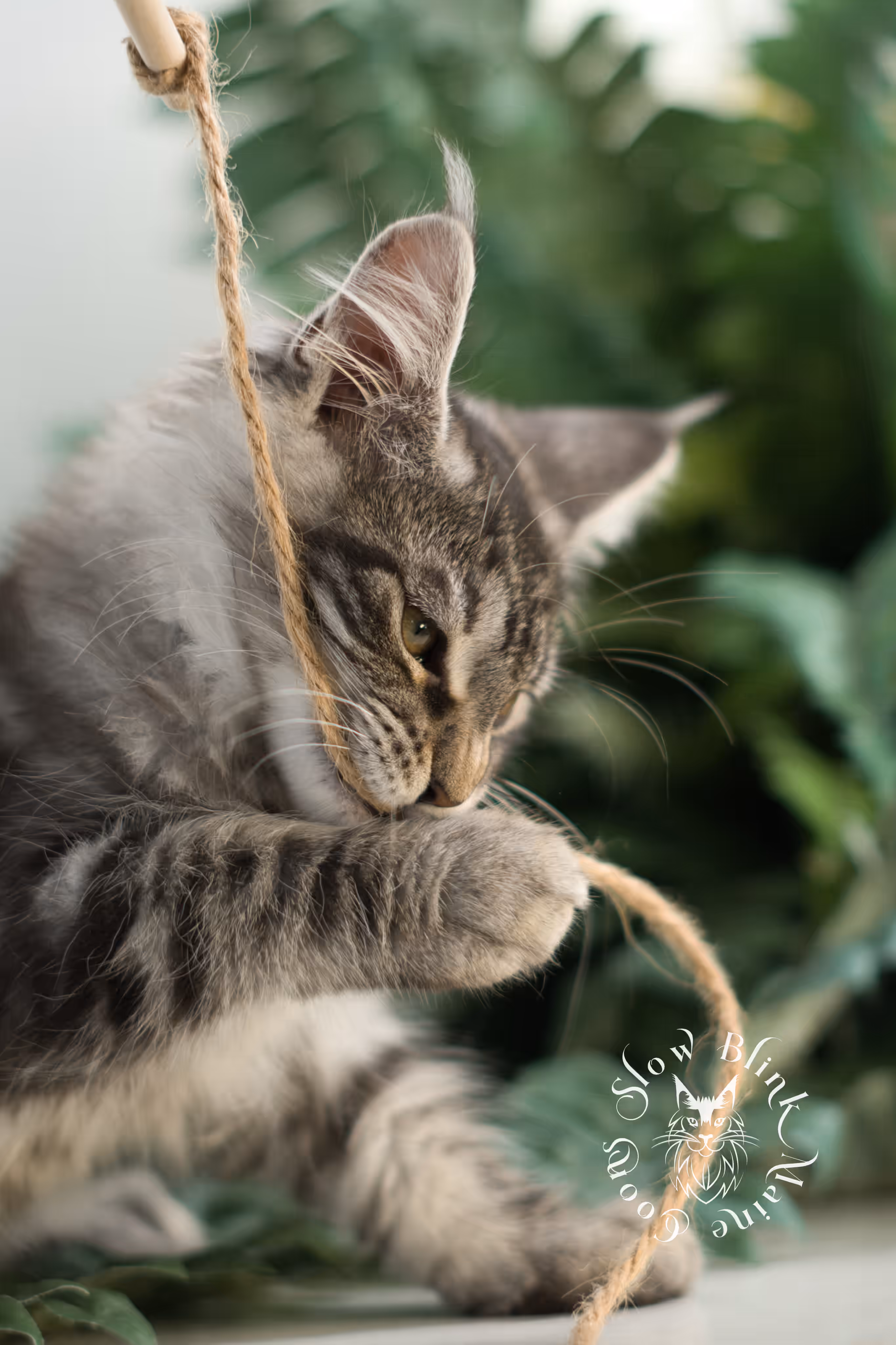 black silver tabby | maine coon kitten | ems code mco ns 22 | female | age 8 weeks | taken mar 2025 Black Silver Tabby Maine Coon Kittens > black silver tabby | maine coon kitten | ems code mco ns 22 | female | age 8 weeks | taken mar 2025 | idx 05