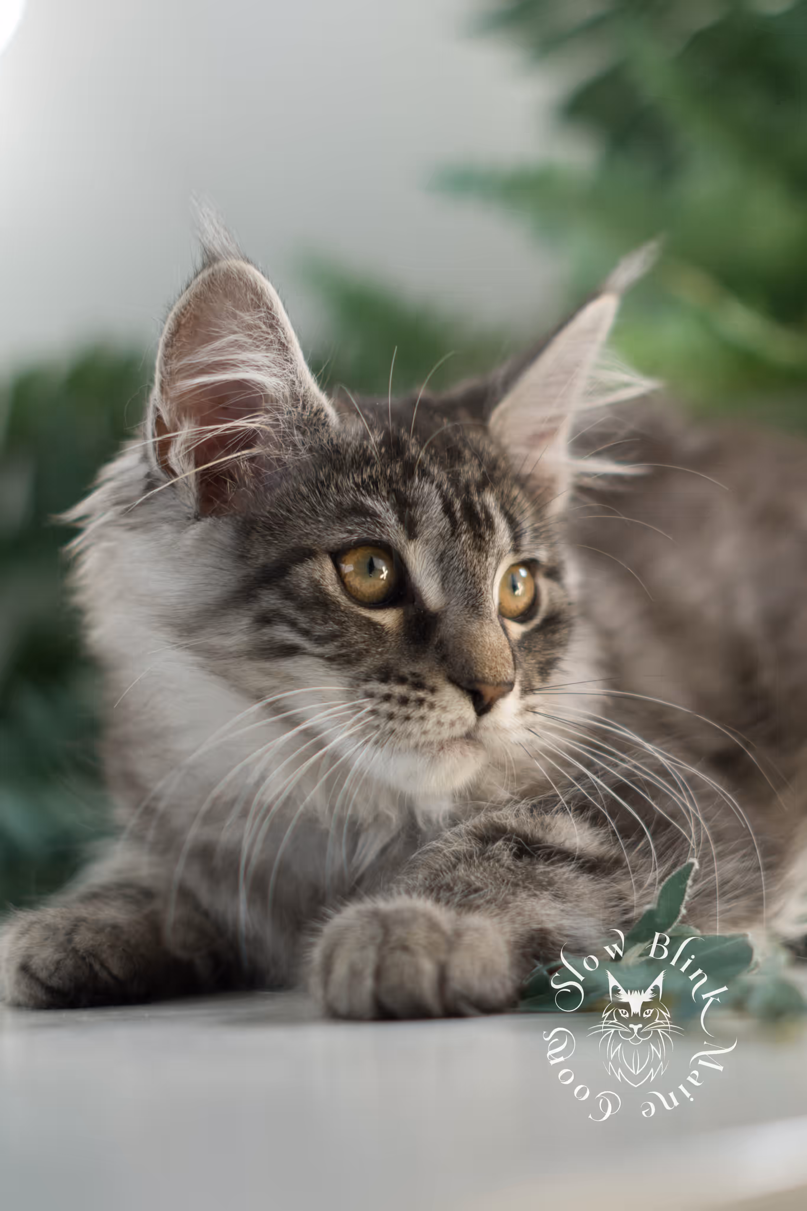 black silver tabby | maine coon kitten | ems code mco ns 22 | female | age 8 weeks | taken mar 2025 Black Silver Tabby Maine Coon Kittens > black silver tabby | maine coon kitten | ems code mco ns 22 | female | age 8 weeks | taken mar 2025 | idx 06