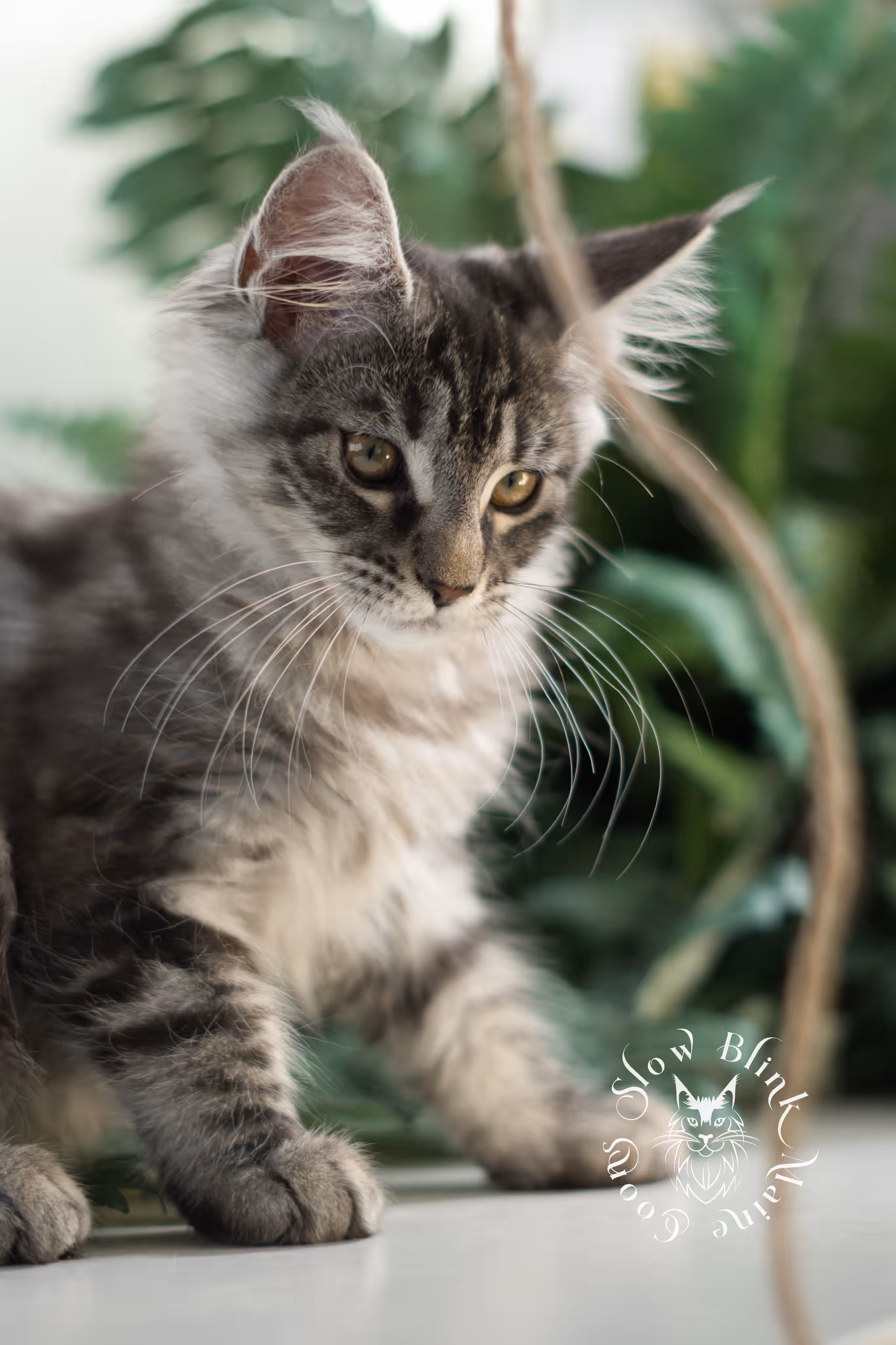 black silver tabby | maine coon kitten | ems code mco ns 22 | female | age 8 weeks | taken mar 2025 Black Silver Tabby Maine Coon Kittens > black silver tabby | maine coon kitten | ems code mco ns 22 | female | age 8 weeks | taken mar 2025 | idx 07