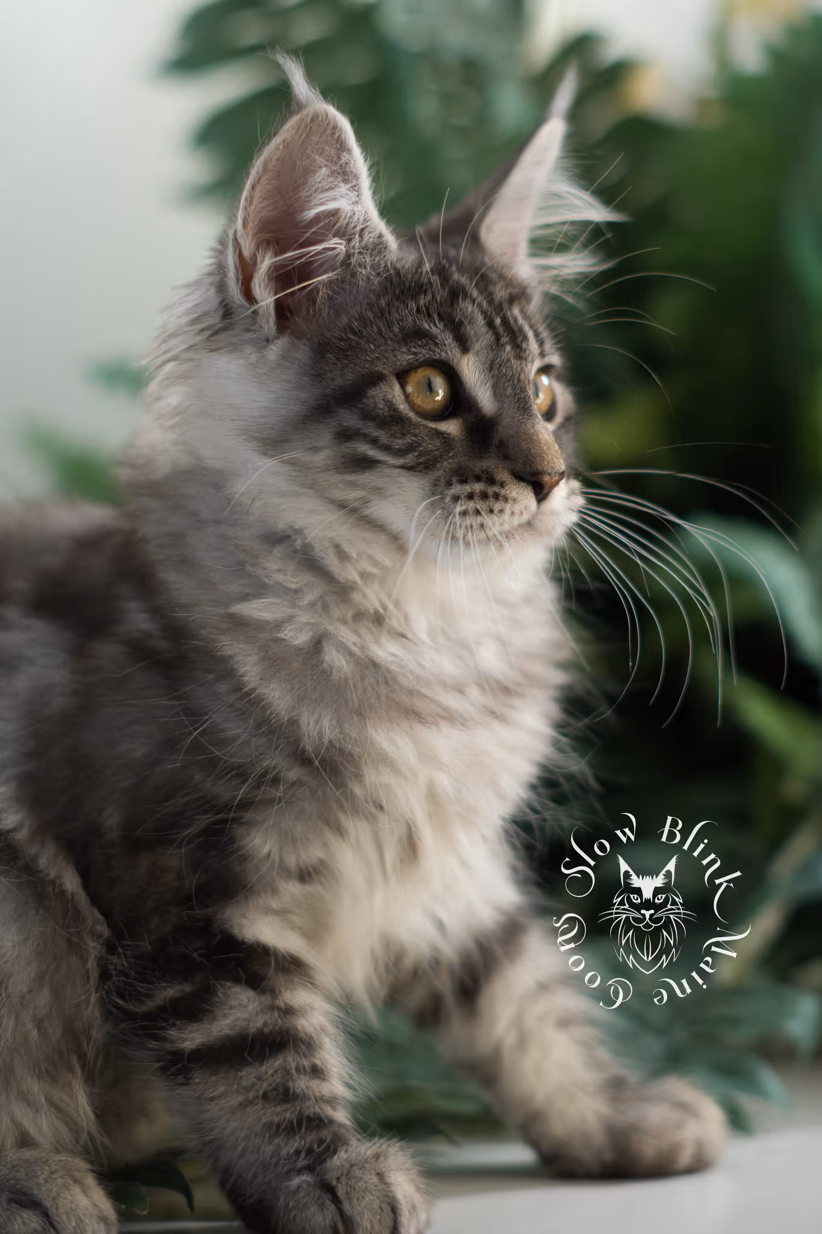 black silver tabby | maine coon kitten | ems code mco ns 22 | female | age 8 weeks | taken mar 2025 Black Silver Tabby Maine Coon Kittens > black silver tabby | maine coon kitten | ems code mco ns 22 | female | age 8 weeks | taken mar 2025 | idx 08