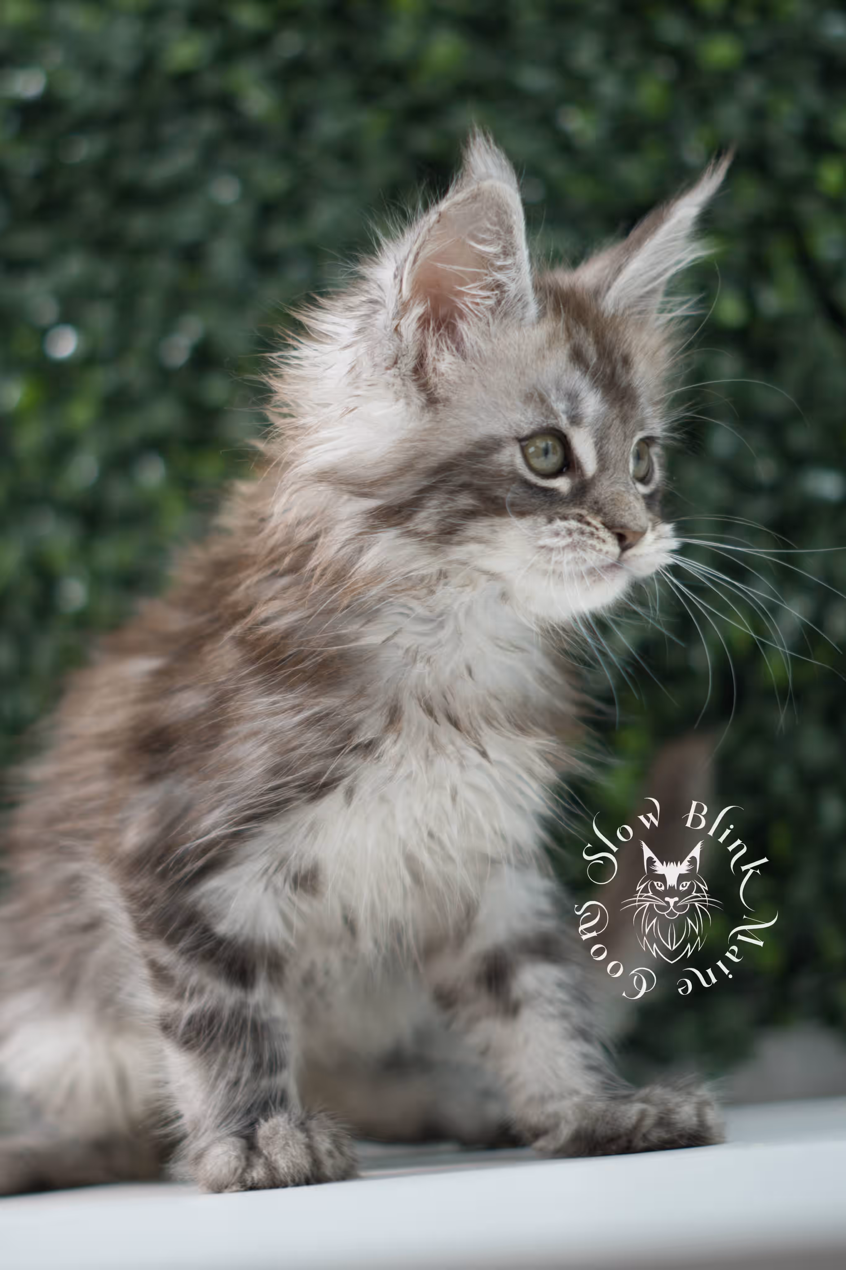 black silver tabby | maine coon kitten | ems code mco ns 22 | male | age 5 weeks | taken jul 23 2025 | named xylo Black Silver Tabby Maine Coon Kittens > black silver tabby | maine coon kitten | ems code mco ns 22 | male | age 5 weeks | taken jul 23 2025 | named xylo | idx 01