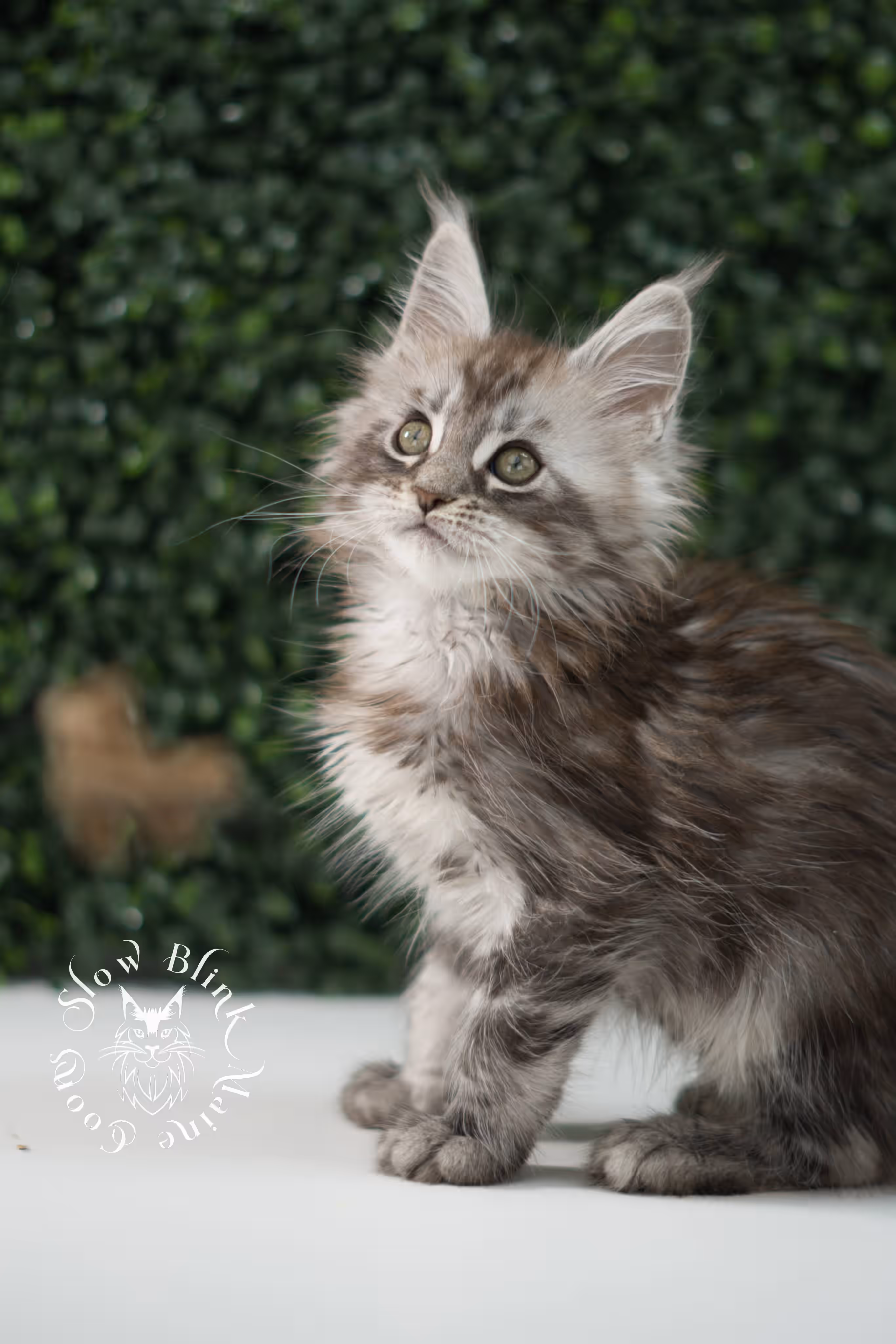 black silver tabby | maine coon kitten | ems code mco ns 22 | male | age 5 weeks | taken jul 23 2025 | named xylo Black Silver Tabby Maine Coon Kittens > black silver tabby | maine coon kitten | ems code mco ns 22 | male | age 5 weeks | taken jul 23 2025 | named xylo | idx 02