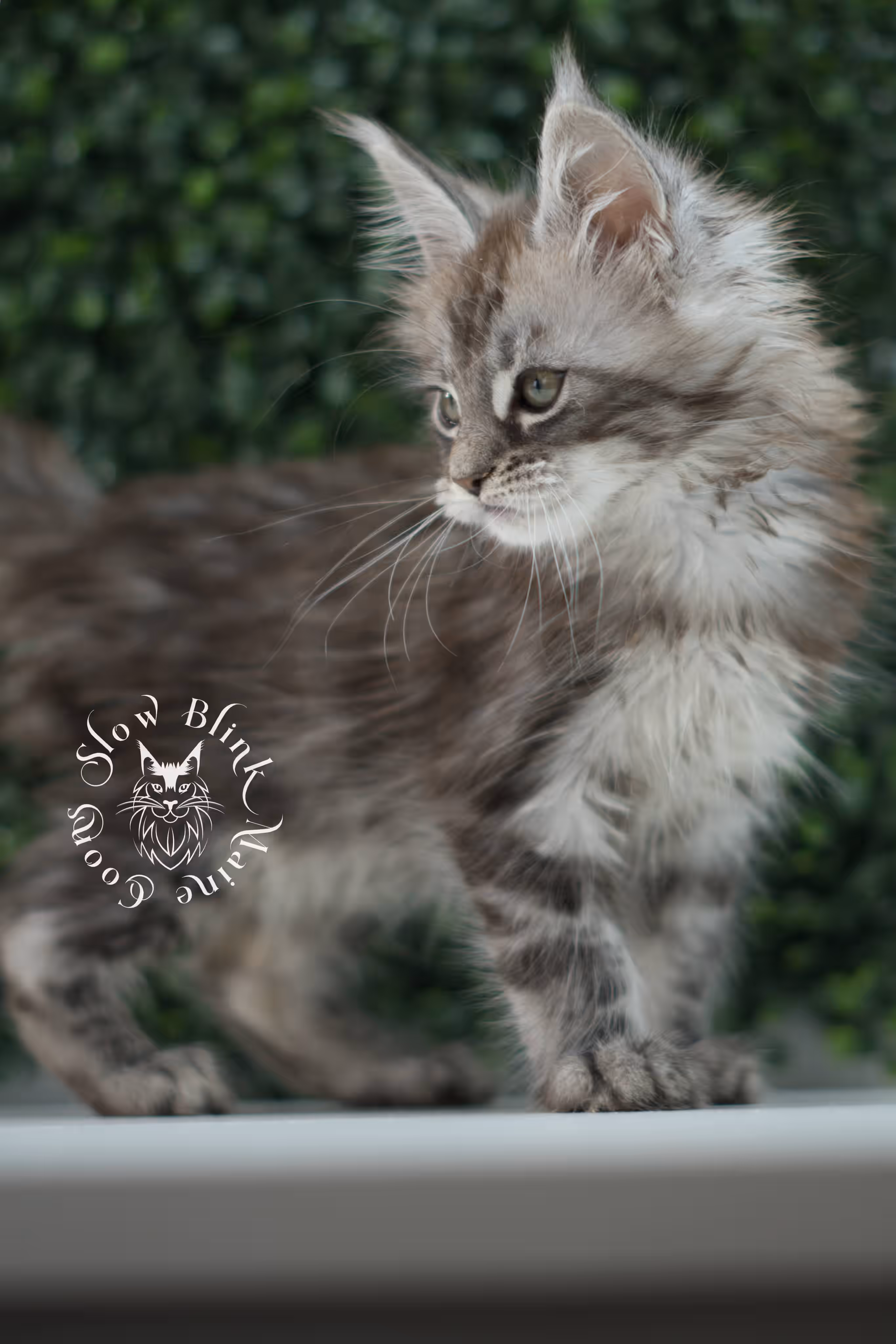 black silver tabby | maine coon kitten | ems code mco ns 22 | male | age 5 weeks | taken jul 23 2025 | named xylo Black Silver Tabby Maine Coon Kittens > black silver tabby | maine coon kitten | ems code mco ns 22 | male | age 5 weeks | taken jul 23 2025 | named xylo | idx 03