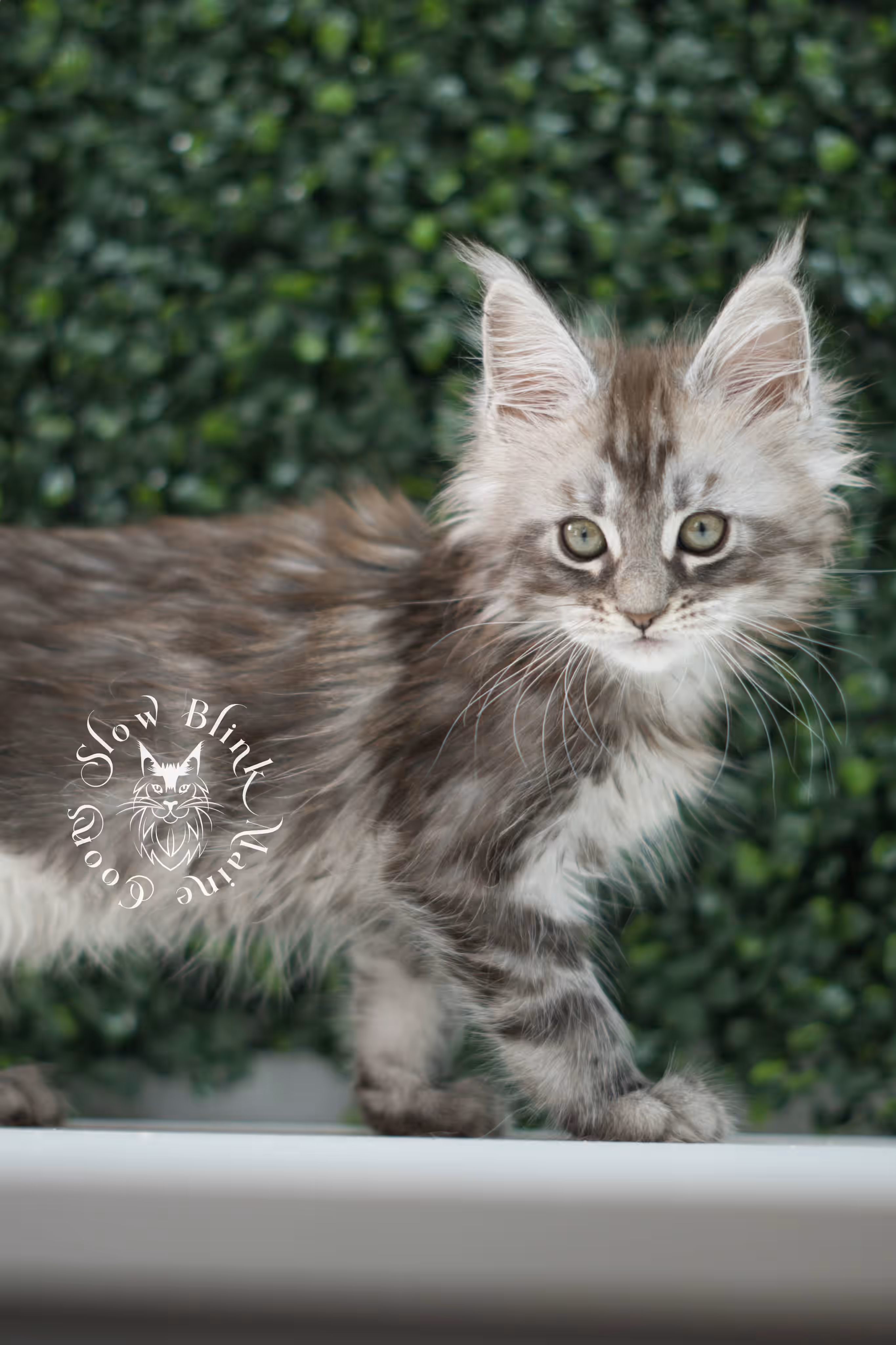 black silver tabby | maine coon kitten | ems code mco ns 22 | male | age 5 weeks | taken jul 23 2025 | named xylo Black Silver Tabby Maine Coon Kittens > black silver tabby | maine coon kitten | ems code mco ns 22 | male | age 5 weeks | taken jul 23 2025 | named xylo | idx 05