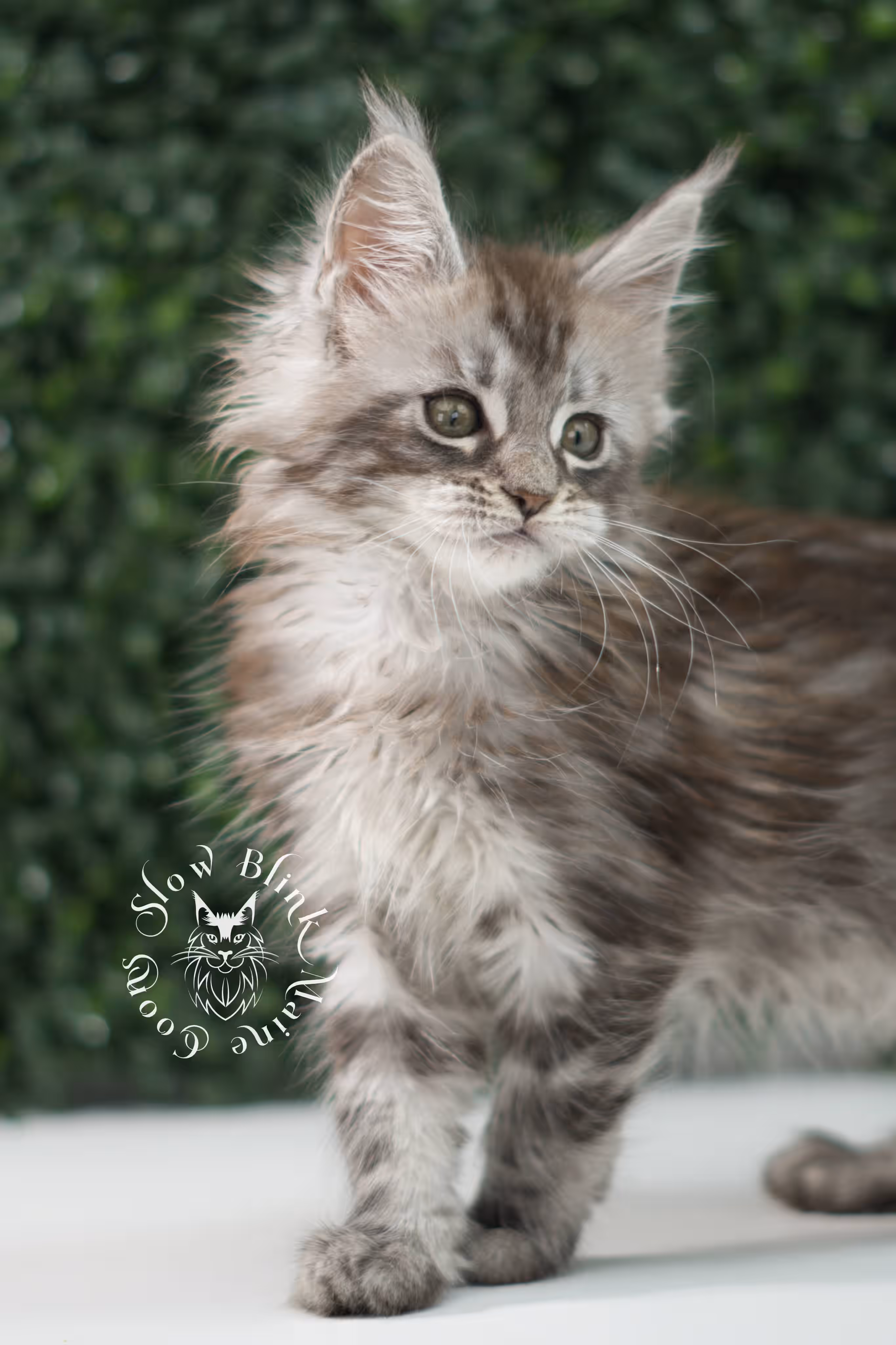 black silver tabby | maine coon kitten | ems code mco ns 22 | male | age 5 weeks | taken jul 23 2025 | named xylo Black Silver Tabby Maine Coon Kittens > black silver tabby | maine coon kitten | ems code mco ns 22 | male | age 5 weeks | taken jul 23 2025 | named xylo | idx 06