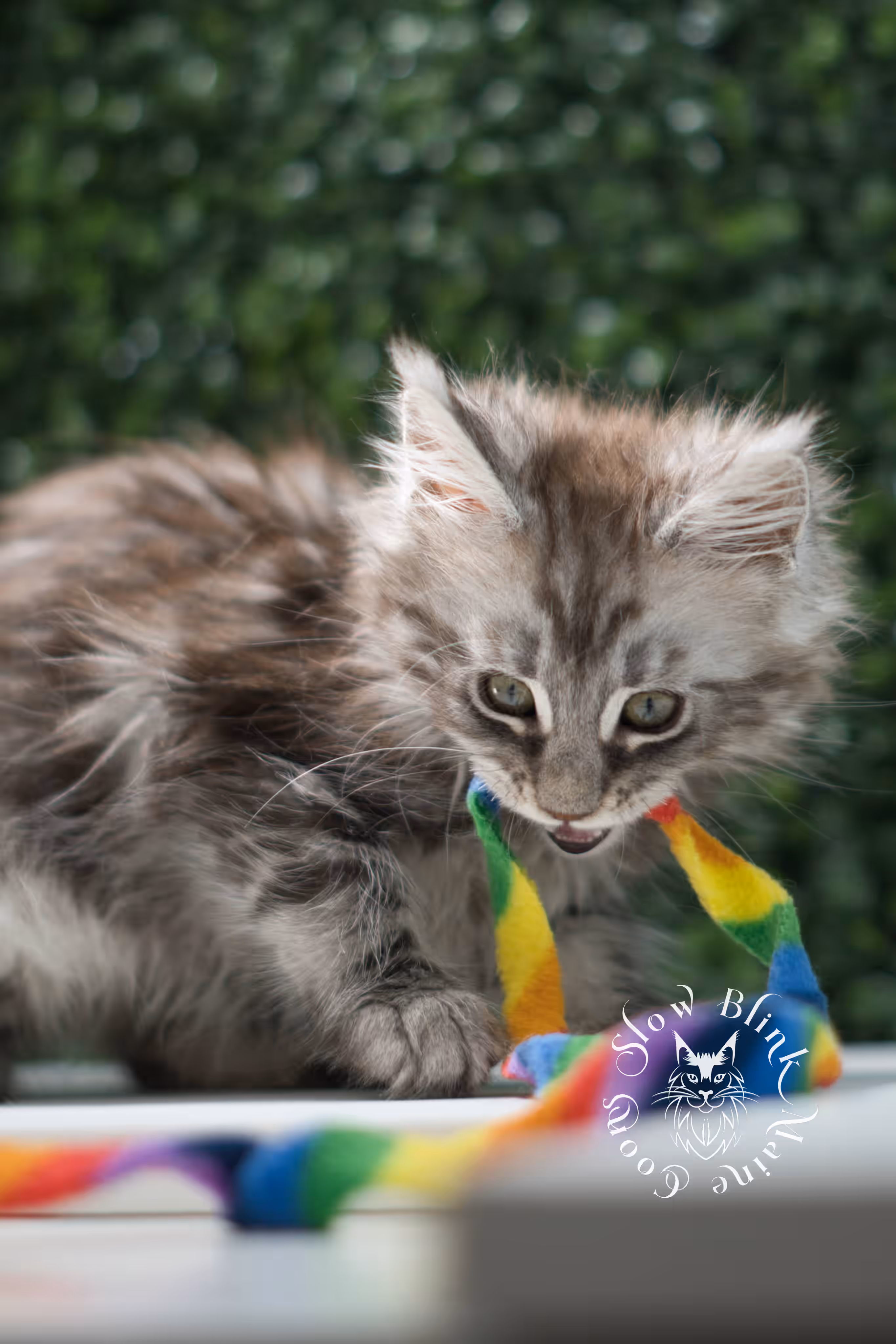 black silver tabby | maine coon kitten | ems code mco ns 22 | male | age 5 weeks | taken jul 23 2025 | named xylo Black Silver Tabby Maine Coon Kittens > black silver tabby | maine coon kitten | ems code mco ns 22 | male | age 5 weeks | taken jul 23 2025 | named xylo | idx 07