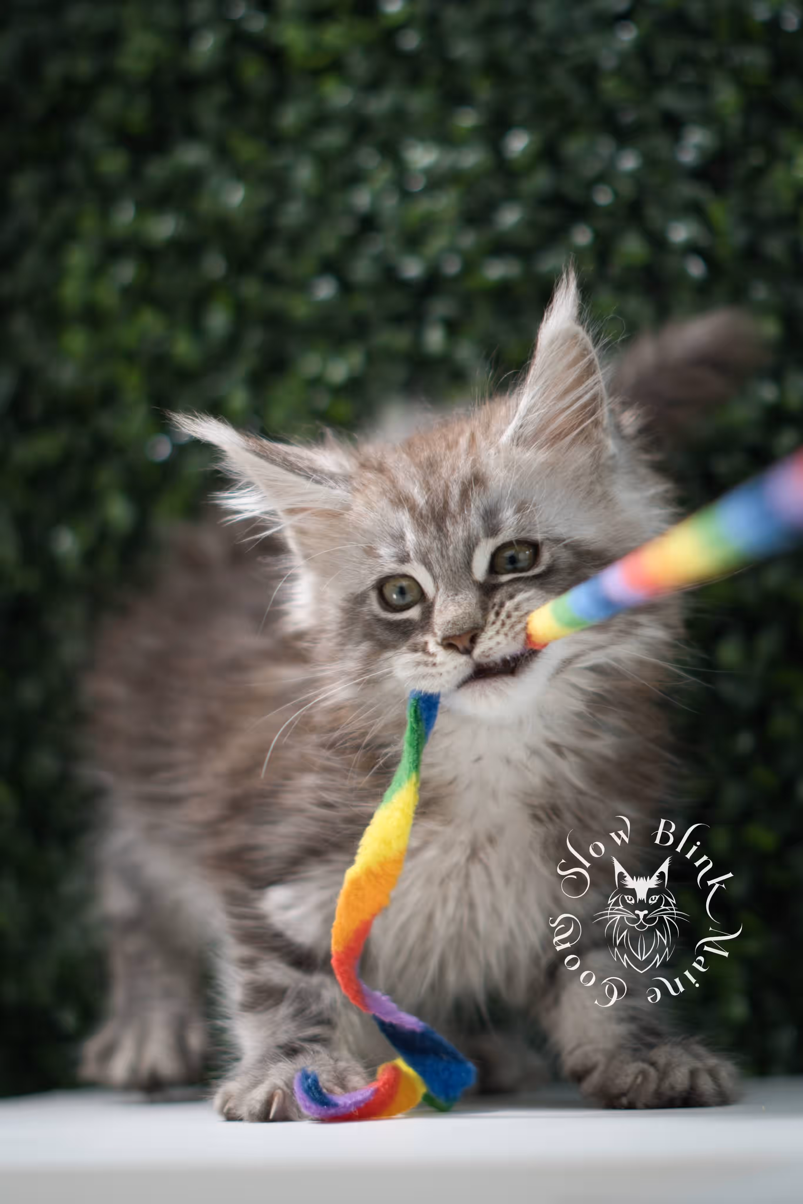 black silver tabby | maine coon kitten | ems code mco ns 22 | male | age 5 weeks | taken jul 23 2025 | named xylo Black Silver Tabby Maine Coon Kittens > black silver tabby | maine coon kitten | ems code mco ns 22 | male | age 5 weeks | taken jul 23 2025 | named xylo | idx 08