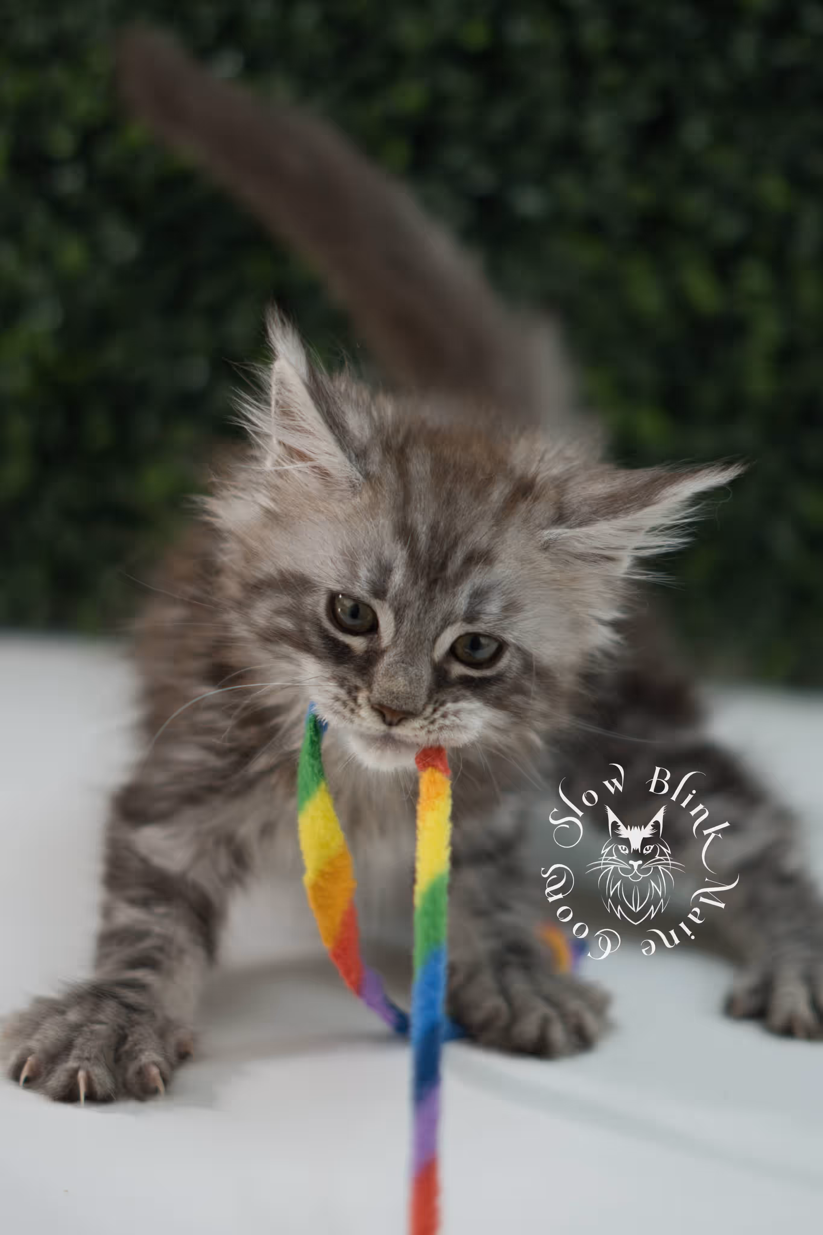 black silver tabby | maine coon kitten | ems code mco ns 22 | male | age 5 weeks | taken jul 23 2025 | named xylo Black Silver Tabby Maine Coon Kittens > black silver tabby | maine coon kitten | ems code mco ns 22 | male | age 5 weeks | taken jul 23 2025 | named xylo | idx 09
