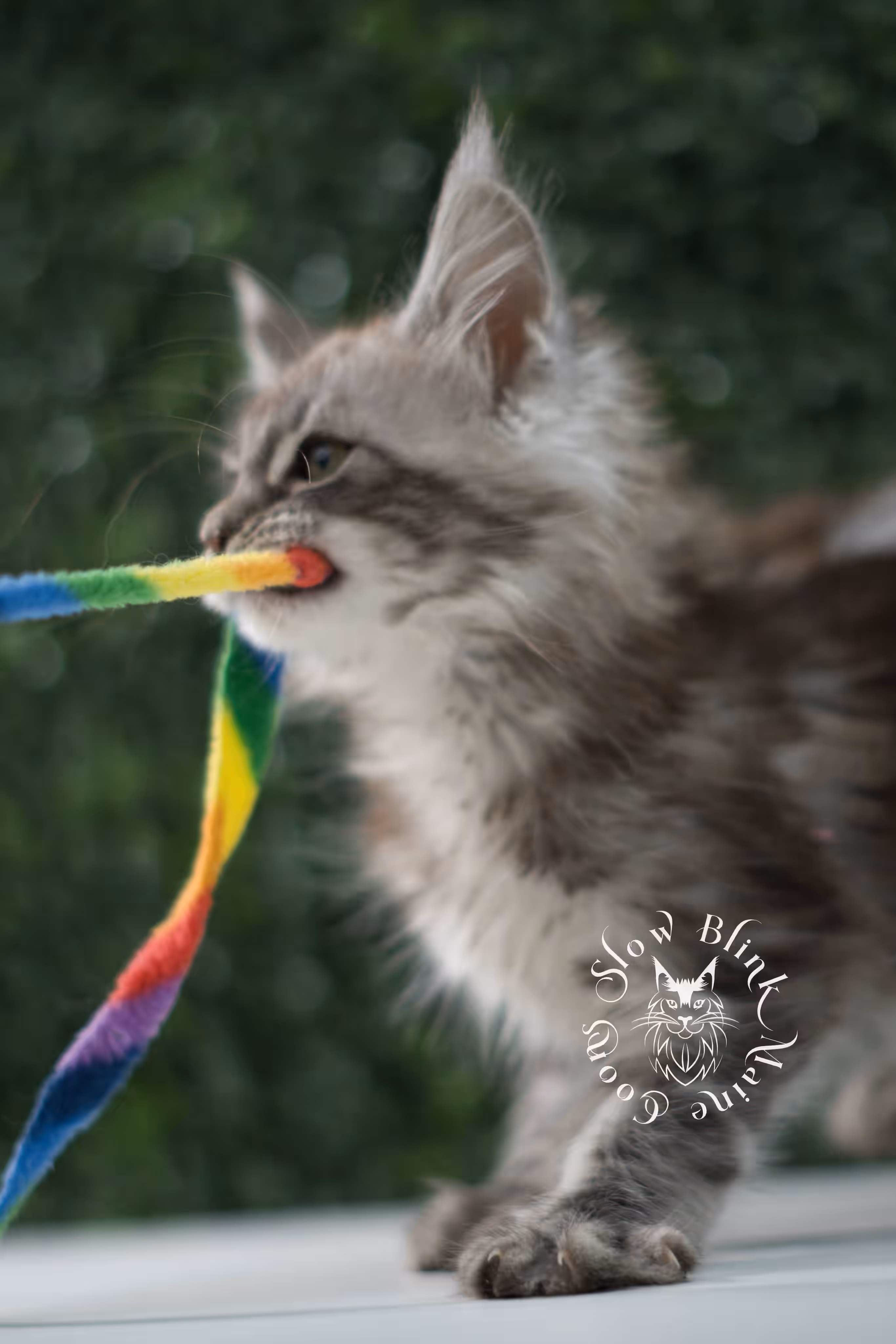 black silver tabby | maine coon kitten | ems code mco ns 22 | male | age 5 weeks | taken jul 23 2025 | named xylo Black Silver Tabby Maine Coon Kittens > black silver tabby | maine coon kitten | ems code mco ns 22 | male | age 5 weeks | taken jul 23 2025 | named xylo | idx 10