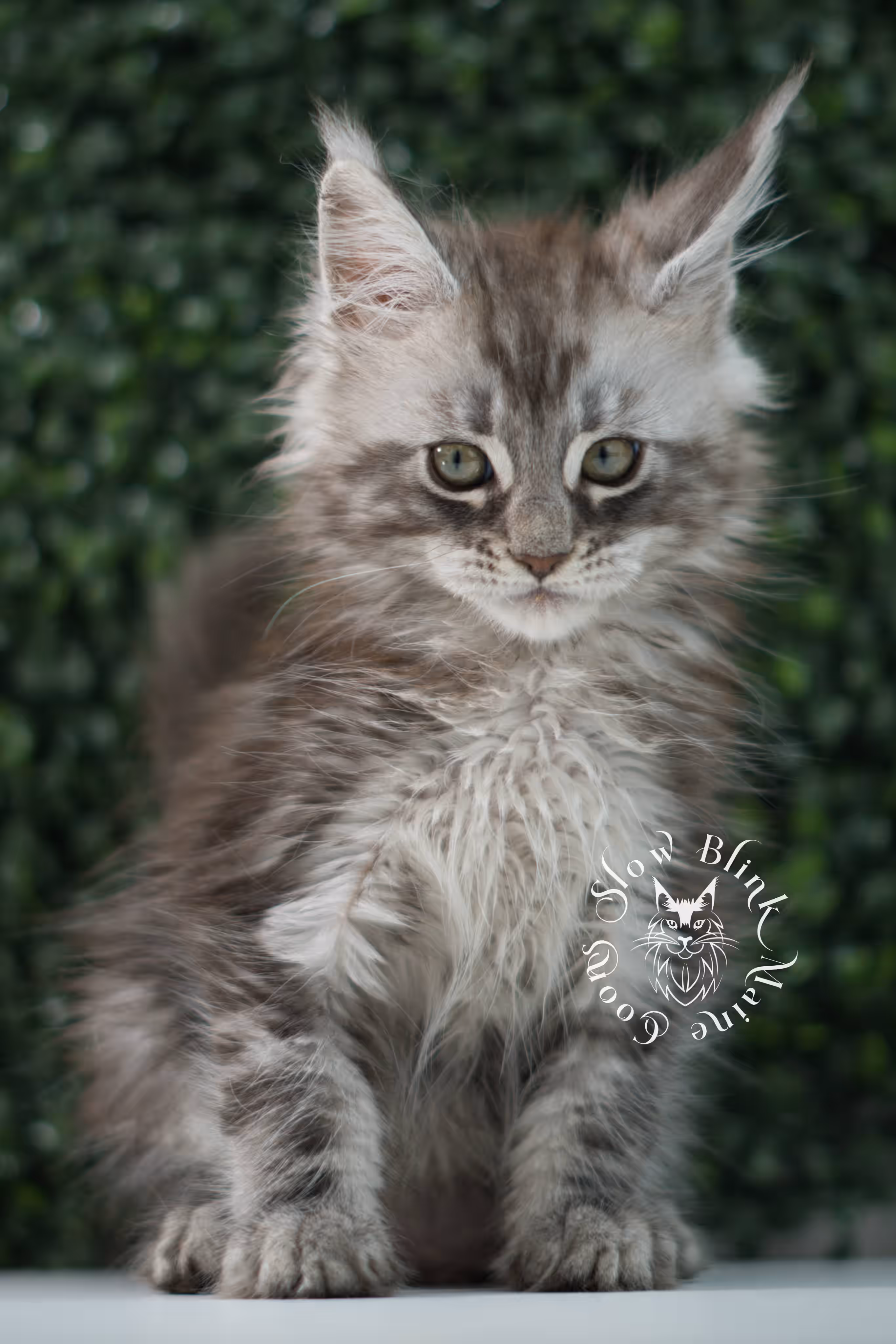 black silver tabby | maine coon kitten | ems code mco ns 22 | male | age 5 weeks | taken jul 23 2025 | named xylo Black Silver Tabby Maine Coon Kittens > black silver tabby | maine coon kitten | ems code mco ns 22 | male | age 5 weeks | taken jul 23 2025 | named xylo | idx 11