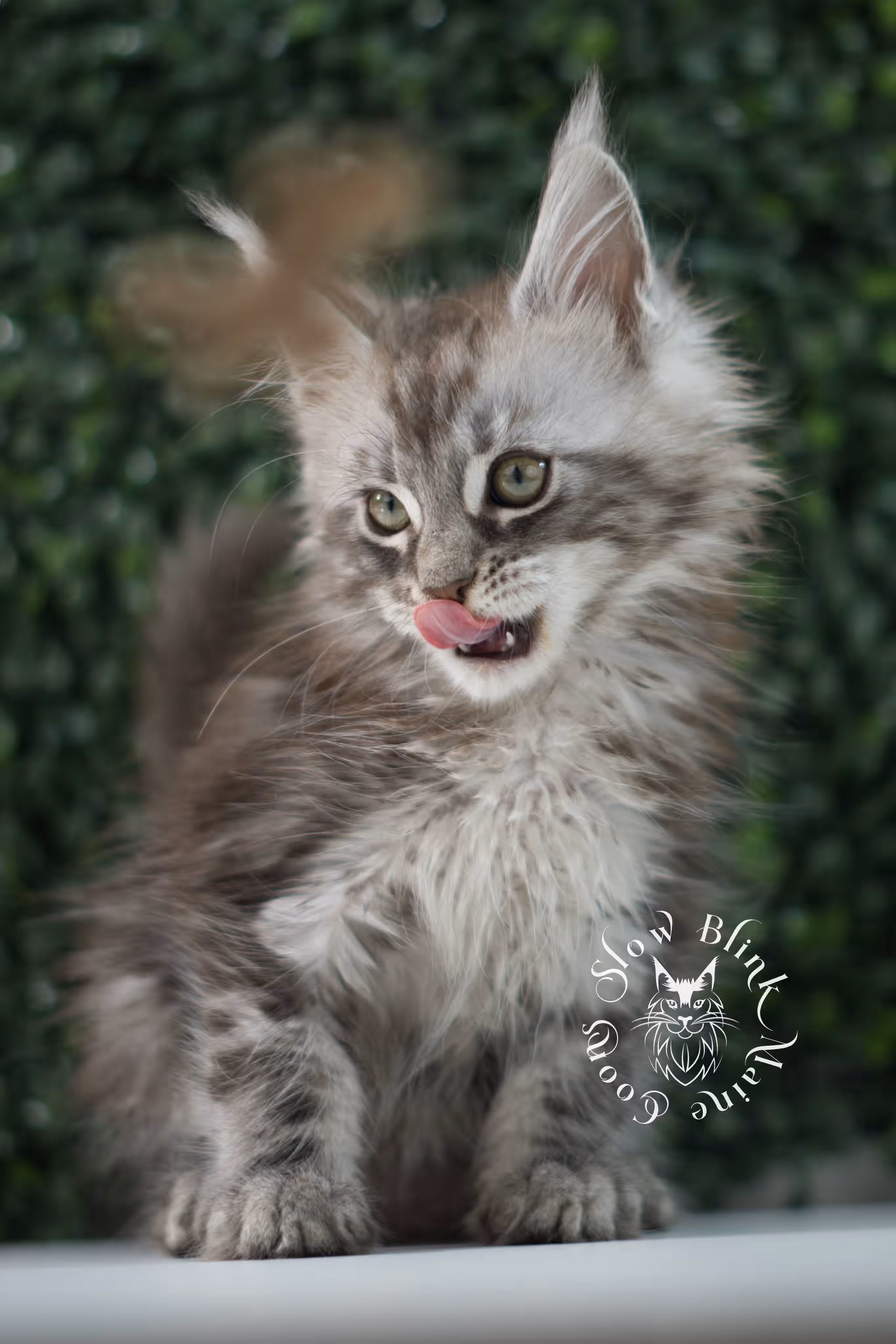 black silver tabby | maine coon kitten | ems code mco ns 22 | male | age 5 weeks | taken jul 23 2025 | named xylo Black Silver Tabby Maine Coon Kittens > black silver tabby | maine coon kitten | ems code mco ns 22 | male | age 5 weeks | taken jul 23 2025 | named xylo | idx 12