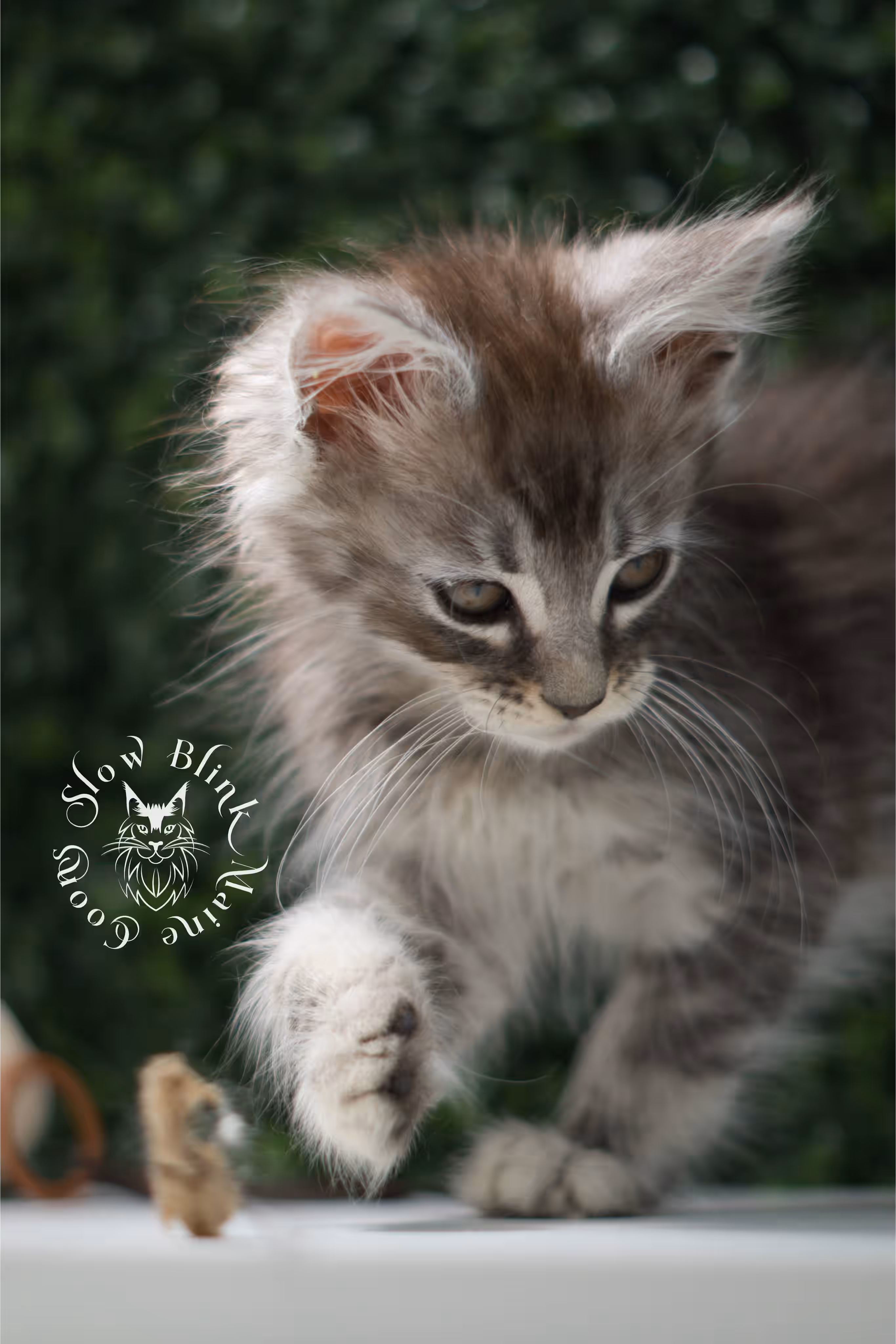 black silver tabby | maine coon kitten | ems code mco ns 22 | male | standard paws | age 5 weeks | taken jul 23 2025 | named xai Black Silver Tabby Maine Coon Kittens > black silver tabby | maine coon kitten | ems code mco ns 22 | male | standard paws | age 5 weeks | taken jul 23 2025 | named xai | idx 02