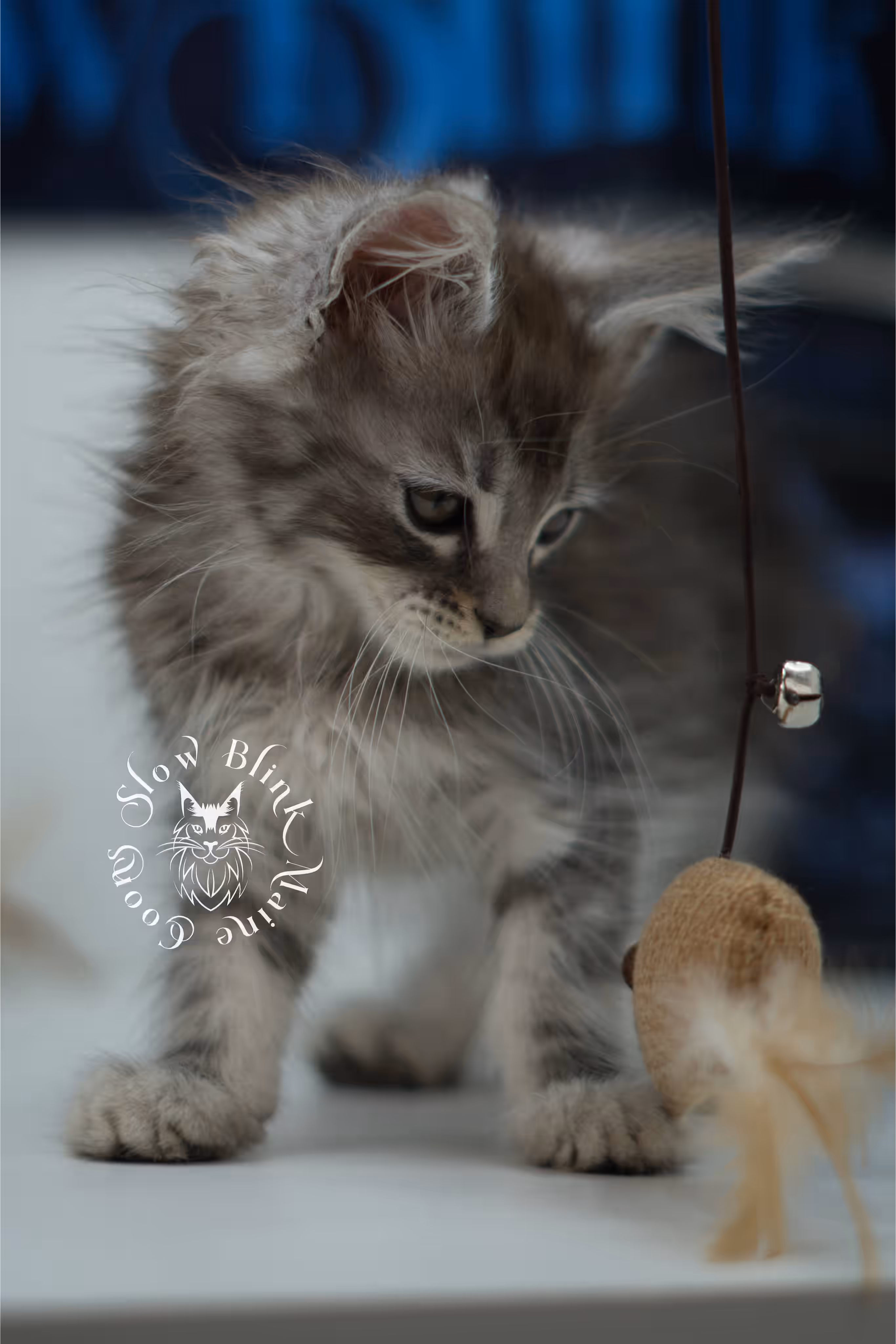 black silver tabby | maine coon kitten | ems code mco ns 22 | male | standard paws | age 5 weeks | taken jul 23 2025 | named xai Black Silver Tabby Maine Coon Kittens > black silver tabby | maine coon kitten | ems code mco ns 22 | male | standard paws | age 5 weeks | taken jul 23 2025 | named xai | idx 04