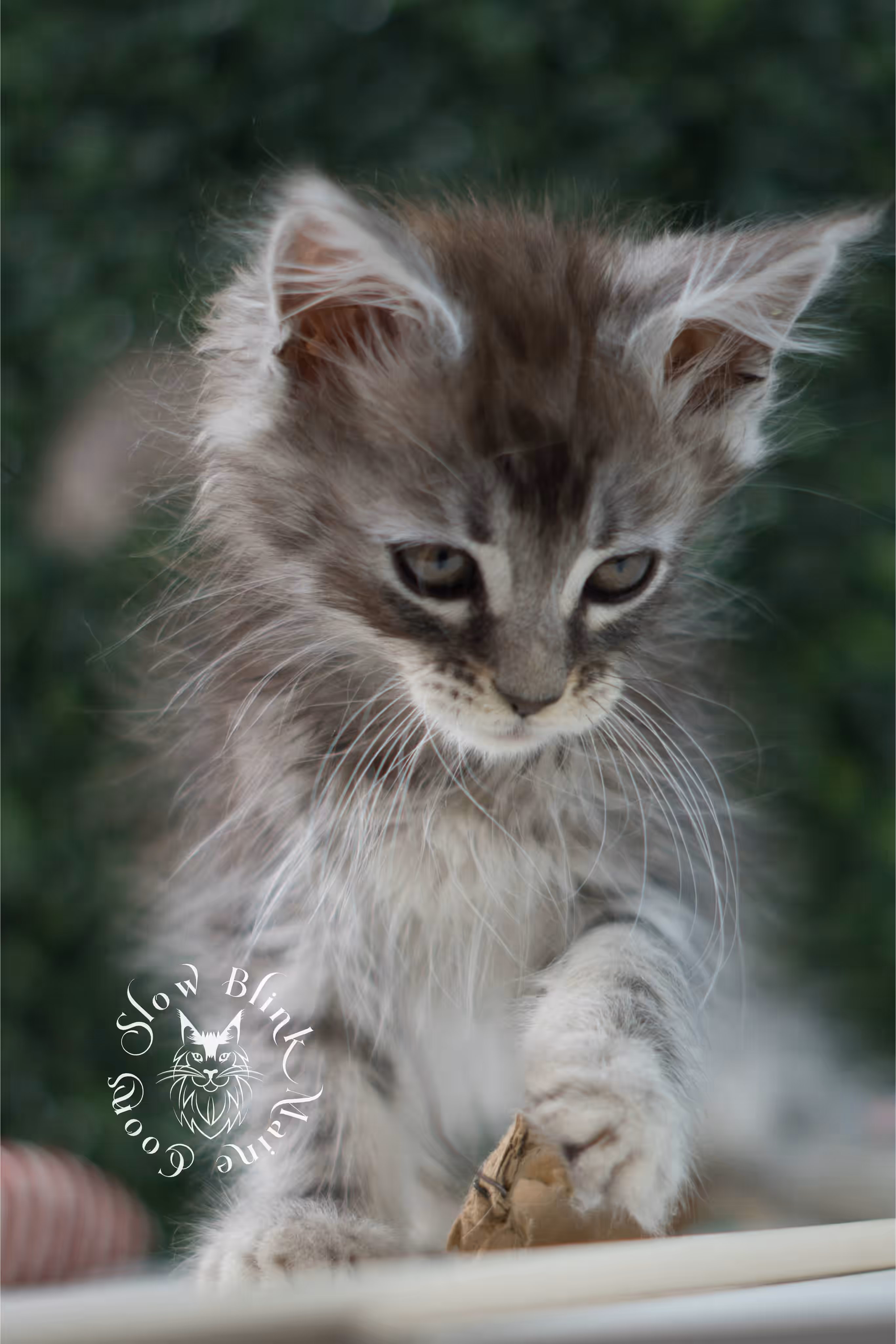 black silver tabby | maine coon kitten | ems code mco ns 22 | male | standard paws | age 5 weeks | taken jul 23 2025 | named xai Black Silver Tabby Maine Coon Kittens > black silver tabby | maine coon kitten | ems code mco ns 22 | male | standard paws | age 5 weeks | taken jul 23 2025 | named xai | idx 05