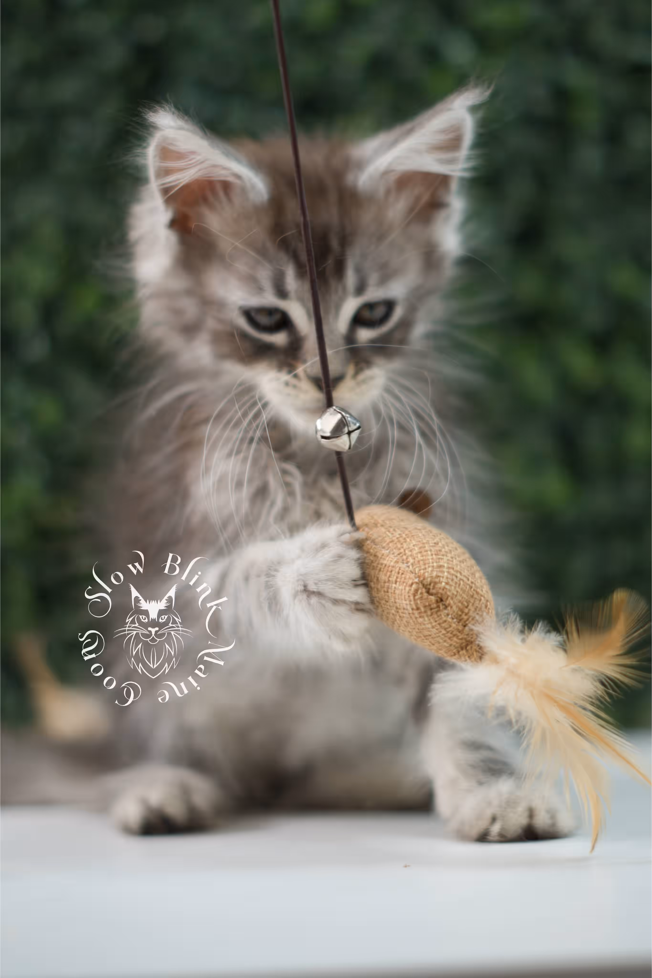 black silver tabby | maine coon kitten | ems code mco ns 22 | male | standard paws | age 5 weeks | taken jul 23 2025 | named xai Black Silver Tabby Maine Coon Kittens > black silver tabby | maine coon kitten | ems code mco ns 22 | male | standard paws | age 5 weeks | taken jul 23 2025 | named xai | idx 06