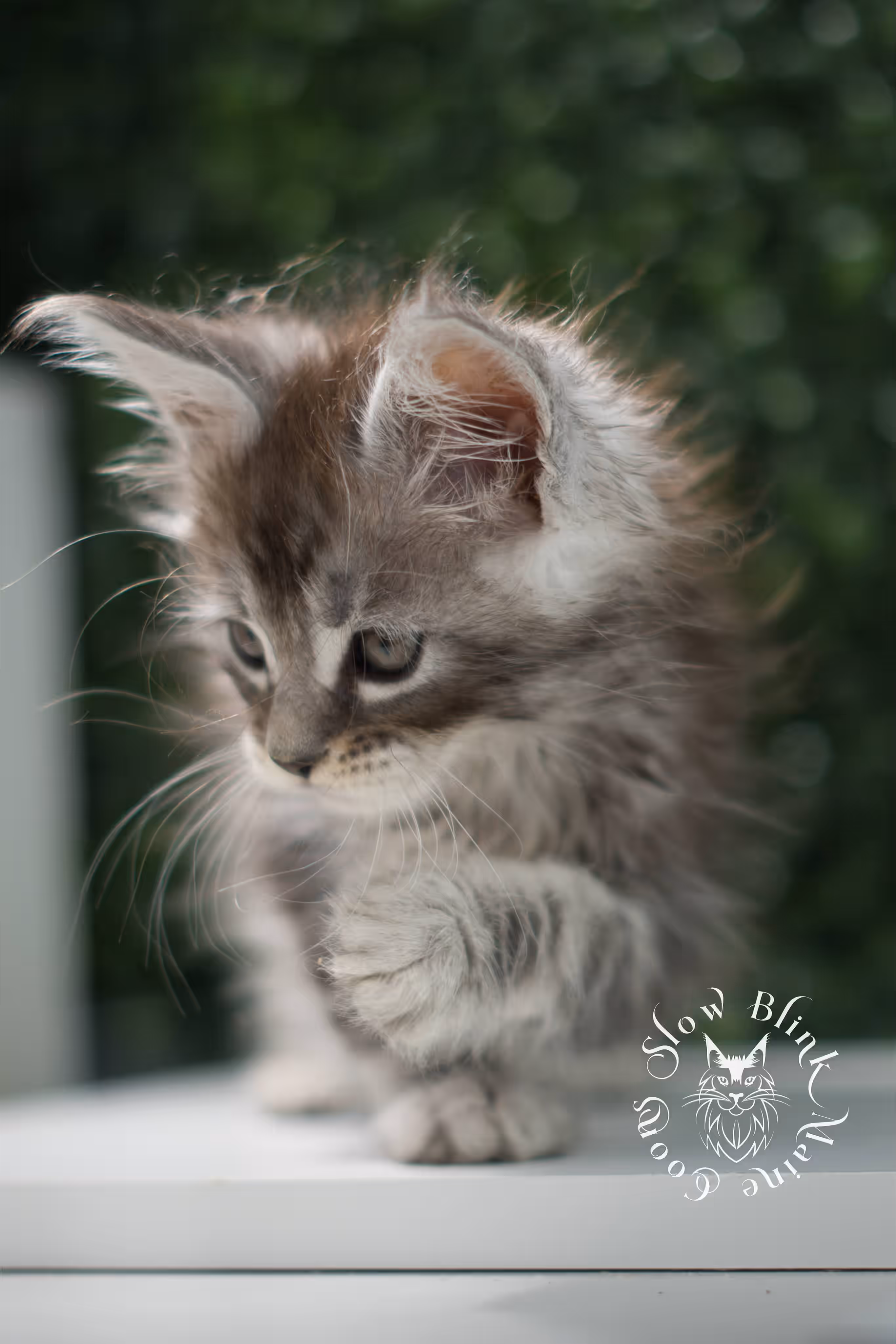 black silver tabby | maine coon kitten | ems code mco ns 22 | male | standard paws | age 5 weeks | taken jul 23 2025 | named xai Black Silver Tabby Maine Coon Kittens > black silver tabby | maine coon kitten | ems code mco ns 22 | male | standard paws | age 5 weeks | taken jul 23 2025 | named xai | idx 07