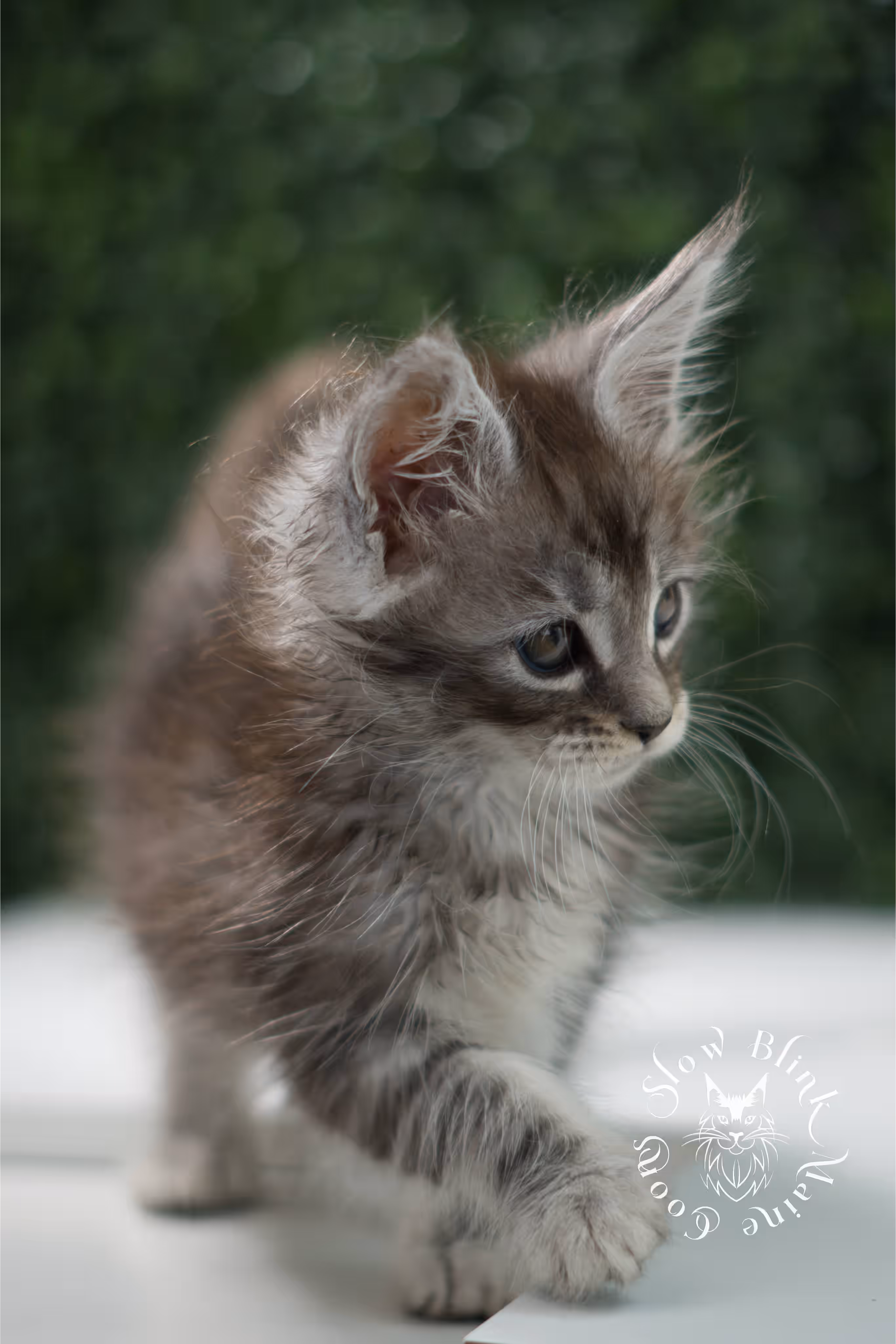 black silver tabby | maine coon kitten | ems code mco ns 22 | male | standard paws | age 5 weeks | taken jul 23 2025 | named xai Black Silver Tabby Maine Coon Kittens > black silver tabby | maine coon kitten | ems code mco ns 22 | male | standard paws | age 5 weeks | taken jul 23 2025 | named xai | idx 08