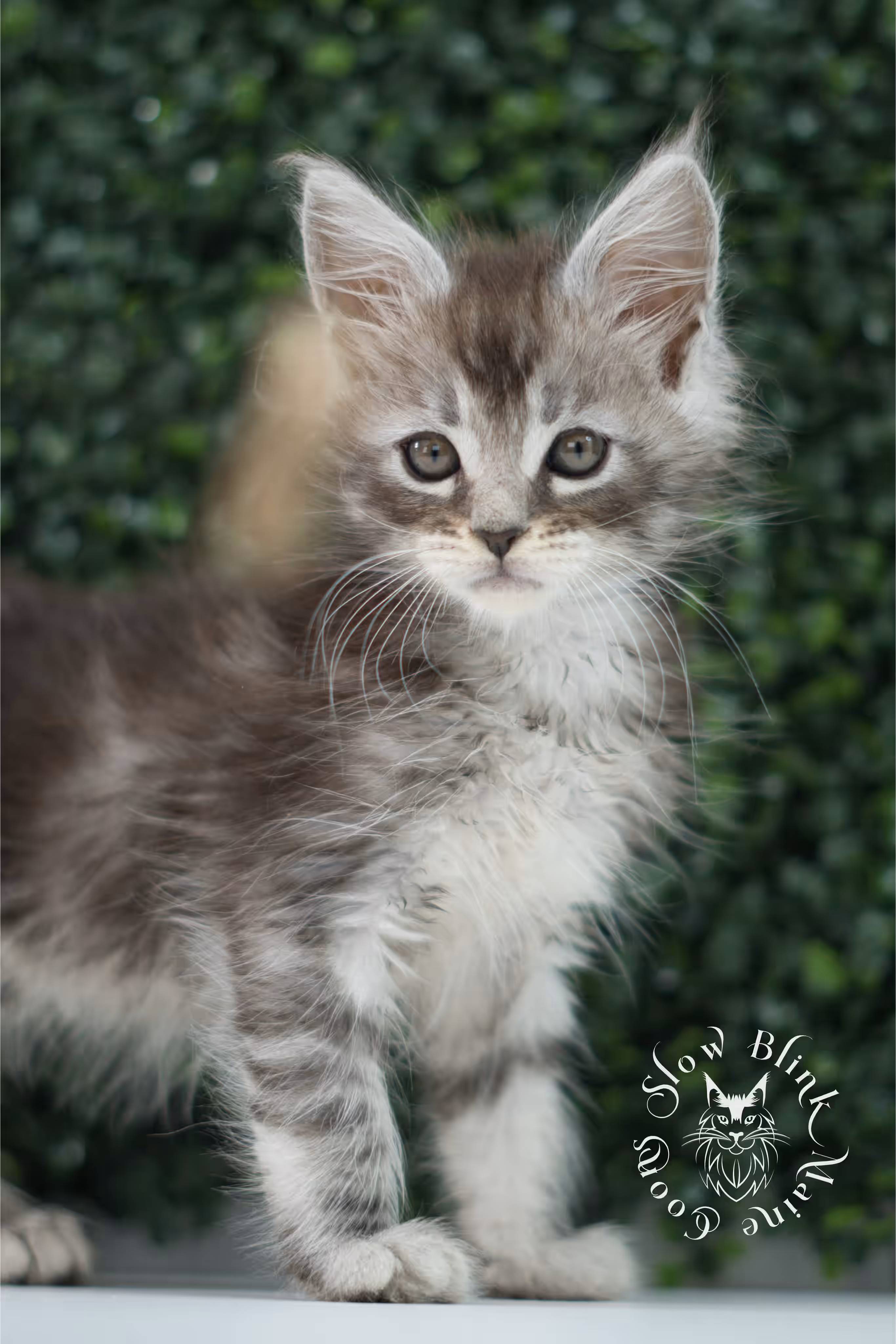 black silver tabby | maine coon kitten | ems code mco ns 22 | male | standard paws | age 5 weeks | taken jul 23 2025 | named xai Black Silver Tabby Maine Coon Kittens > black silver tabby | maine coon kitten | ems code mco ns 22 | male | standard paws | age 5 weeks | taken jul 23 2025 | named xai | idx 09