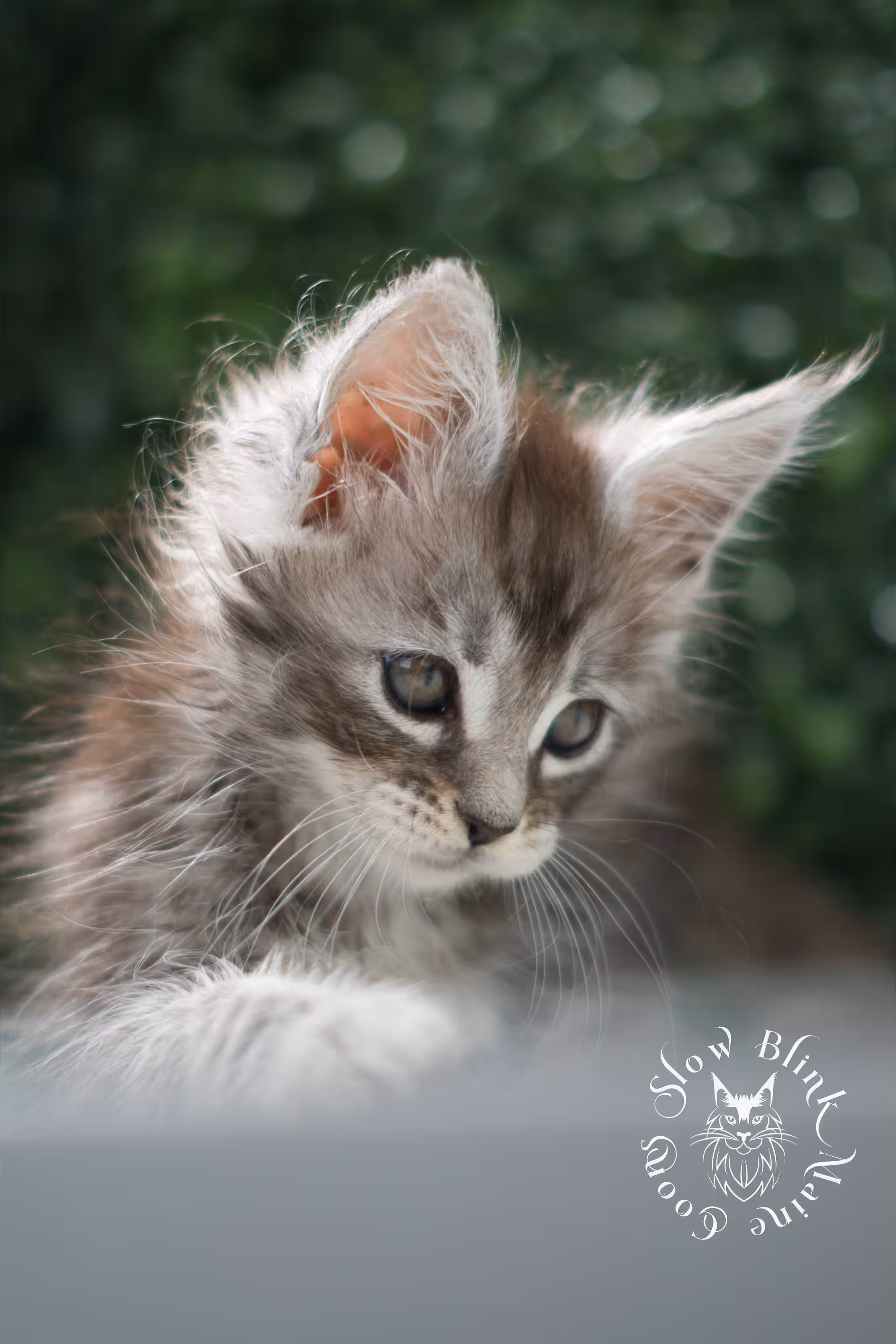 black silver tabby | maine coon kitten | ems code mco ns 22 | male | standard paws | age 5 weeks | taken jul 23 2025 | named xai Black Silver Tabby Maine Coon Kittens > black silver tabby | maine coon kitten | ems code mco ns 22 | male | standard paws | age 5 weeks | taken jul 23 2025 | named xai | idx 10
