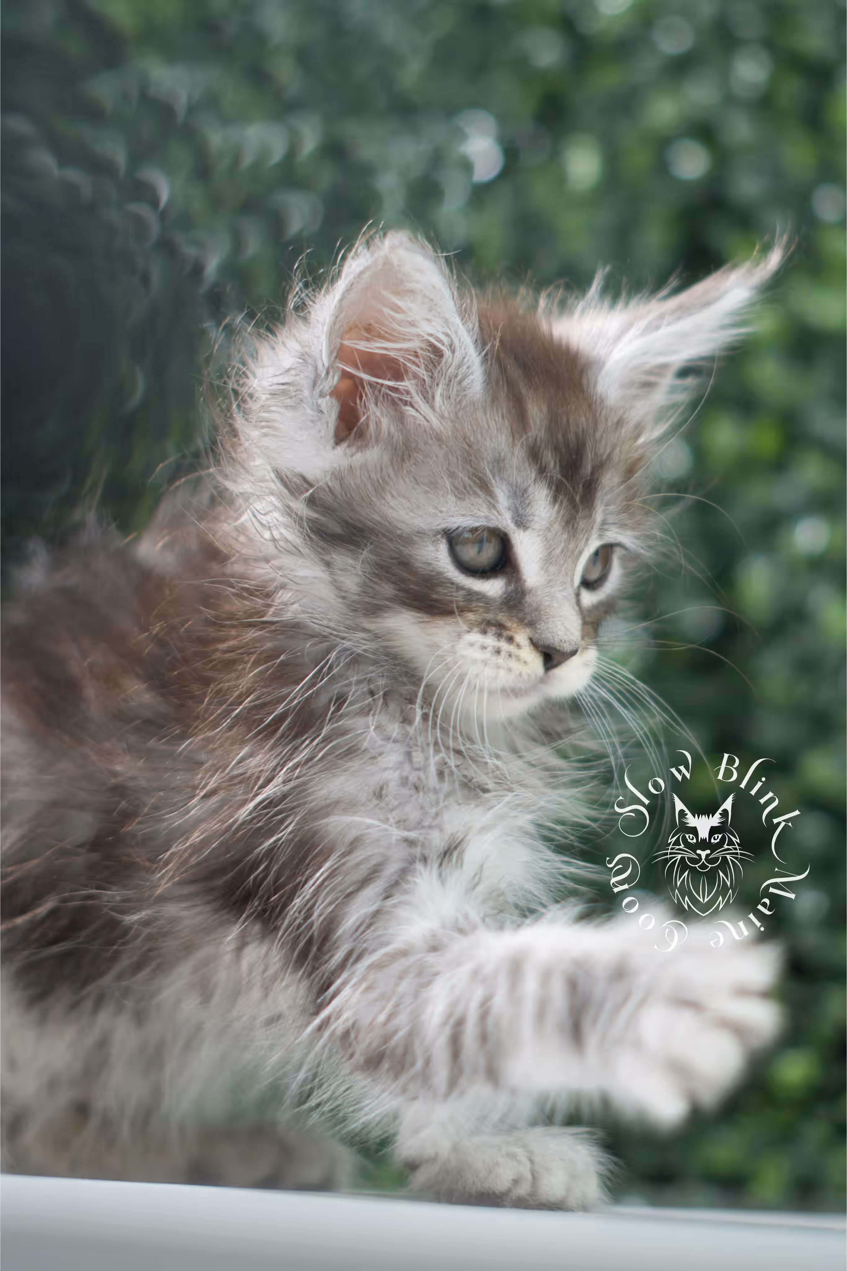 black silver tabby | maine coon kitten | ems code mco ns 22 | male | standard paws | age 5 weeks | taken jul 23 2025 | named xai Black Silver Tabby Maine Coon Kittens > black silver tabby | maine coon kitten | ems code mco ns 22 | male | standard paws | age 5 weeks | taken jul 23 2025 | named xai | idx 11