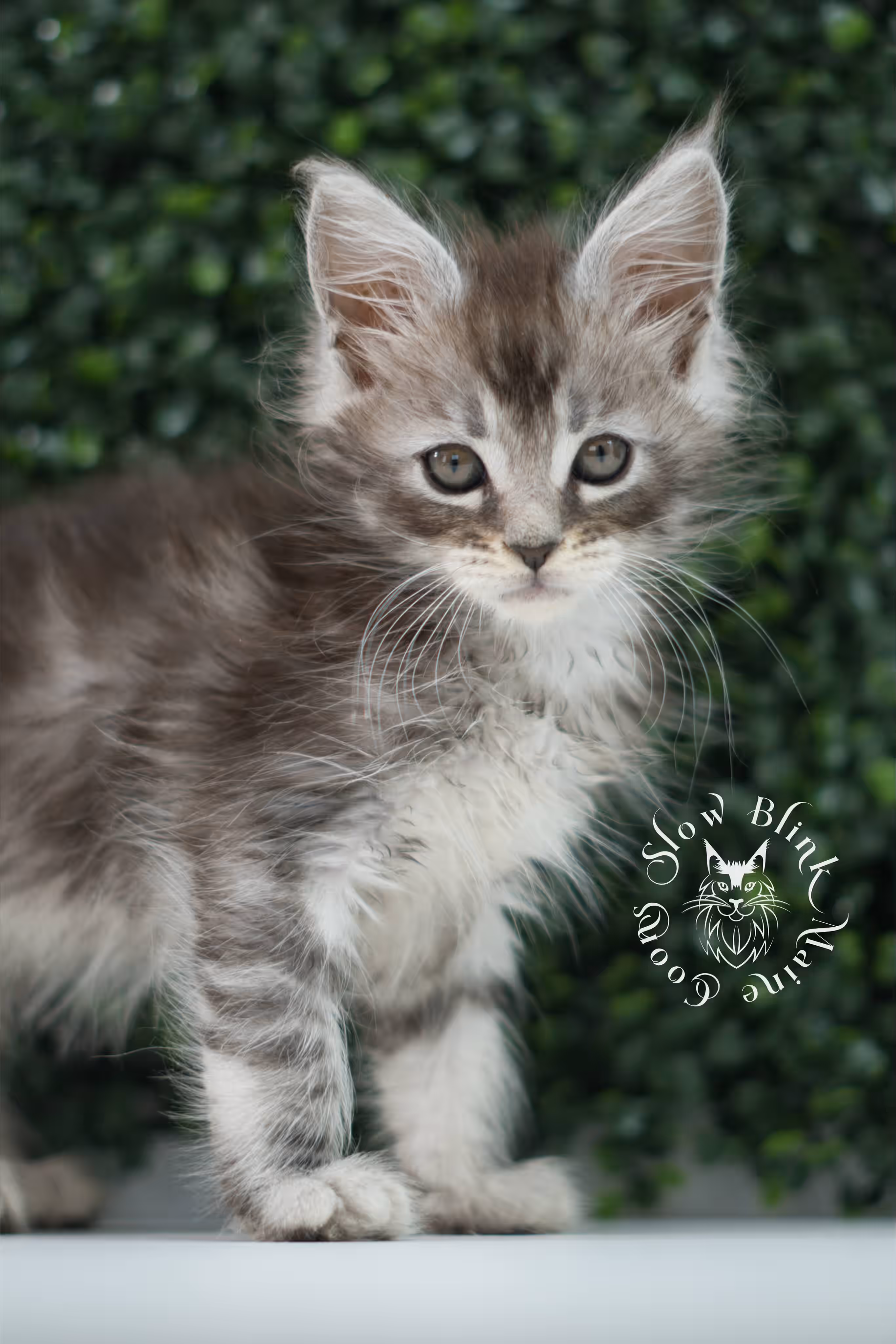 black silver tabby | maine coon kitten | ems code mco ns 22 | male | standard paws | age 5 weeks | taken jul 23 2025 | named xai Black Silver Tabby Maine Coon Kittens > black silver tabby | maine coon kitten | ems code mco ns 22 | male | standard paws | age 5 weeks | taken jul 23 2025 | named xai | idx 12