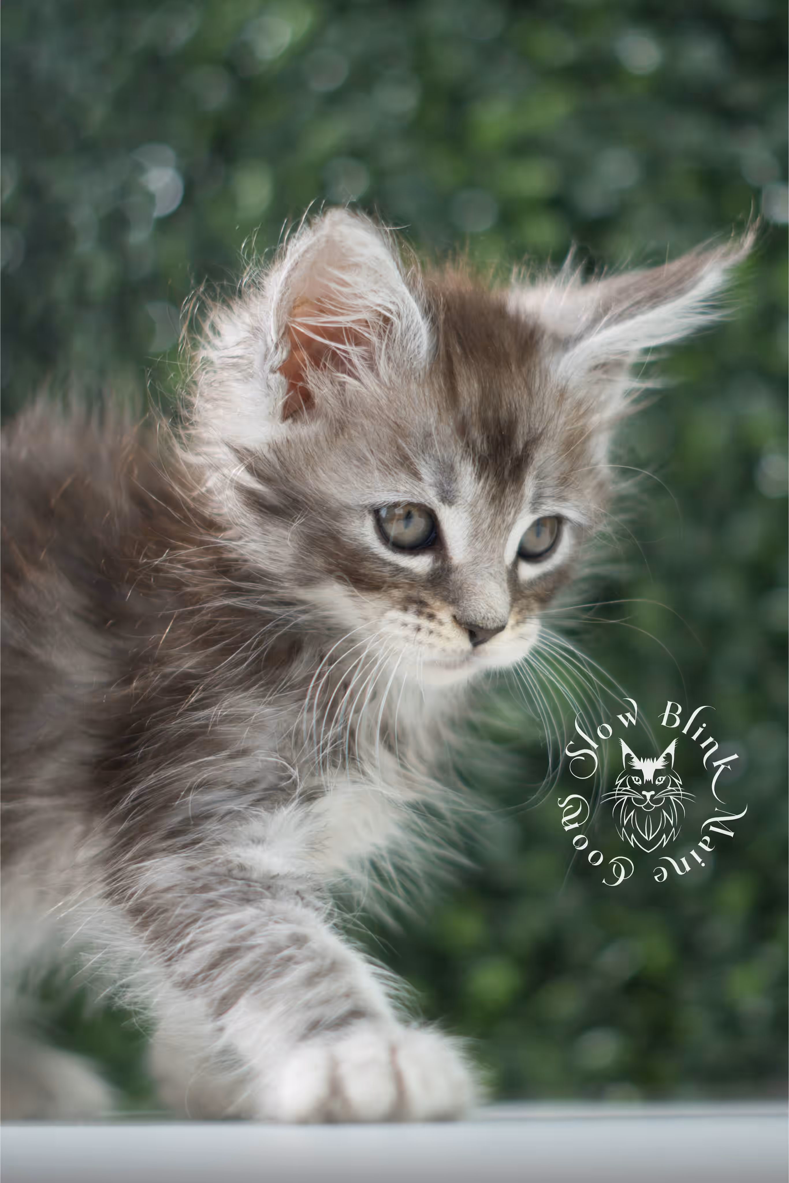 black silver tabby | maine coon kitten | ems code mco ns 22 | male | standard paws | age 5 weeks | taken jul 23 2025 | named xai Black Silver Tabby Maine Coon Kittens > black silver tabby | maine coon kitten | ems code mco ns 22 | male | standard paws | age 5 weeks | taken jul 23 2025 | named xai | idx 13