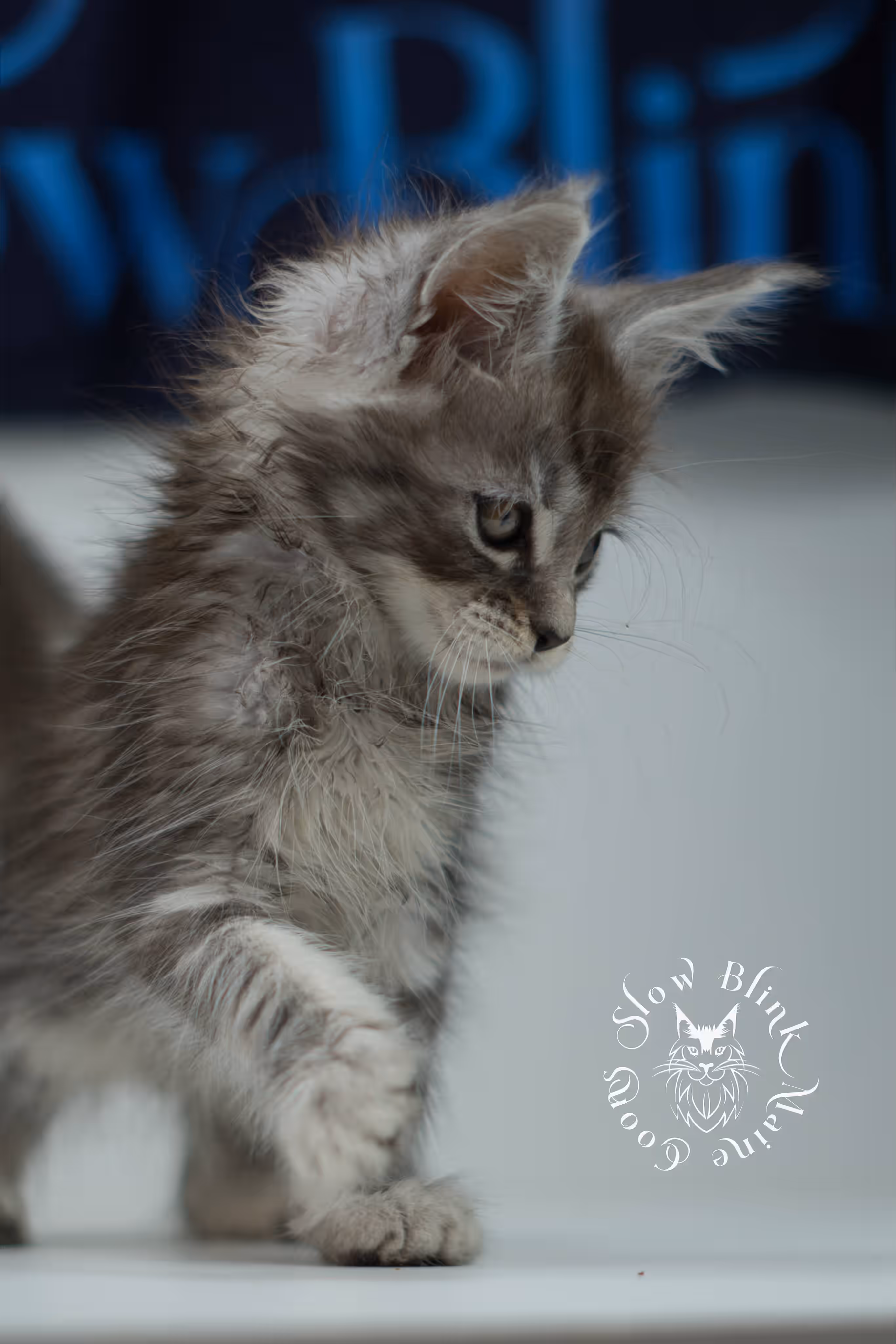 black silver tabby | maine coon kitten | ems code mco ns 22 | male | standard paws | age 5 weeks | taken jul 23 2025 | named xai Black Silver Tabby Maine Coon Kittens > black silver tabby | maine coon kitten | ems code mco ns 22 | male | standard paws | age 5 weeks | taken jul 23 2025 | named xai | idx 14
