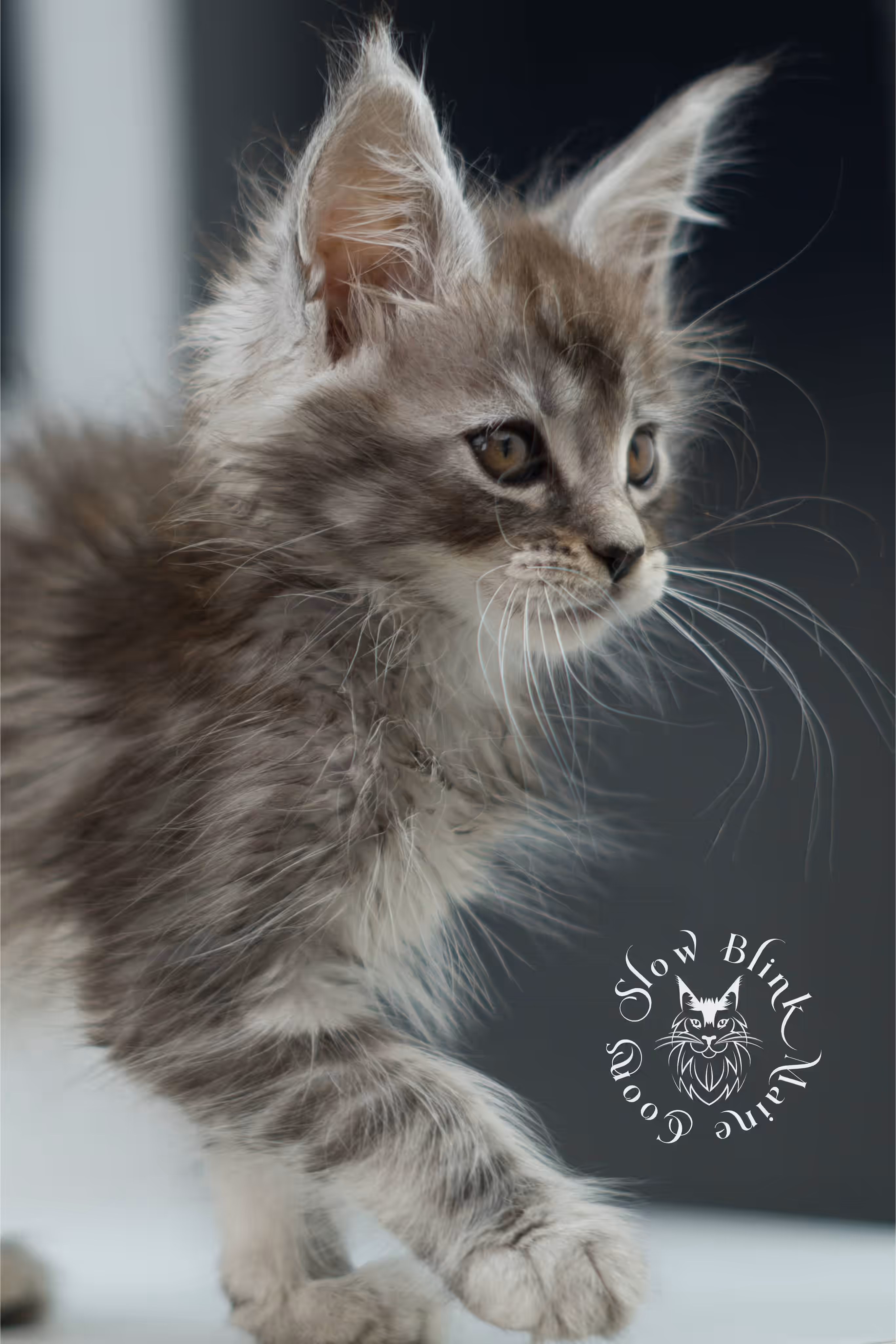 black silver tabby | maine coon kitten | ems code mco ns 22 | male | standard paws | age 5 weeks | taken jul 23 2025 | named xai Black Silver Tabby Maine Coon Kittens > black silver tabby | maine coon kitten | ems code mco ns 22 | male | standard paws | age 5 weeks | taken jul 23 2025 | named xai | idx 15