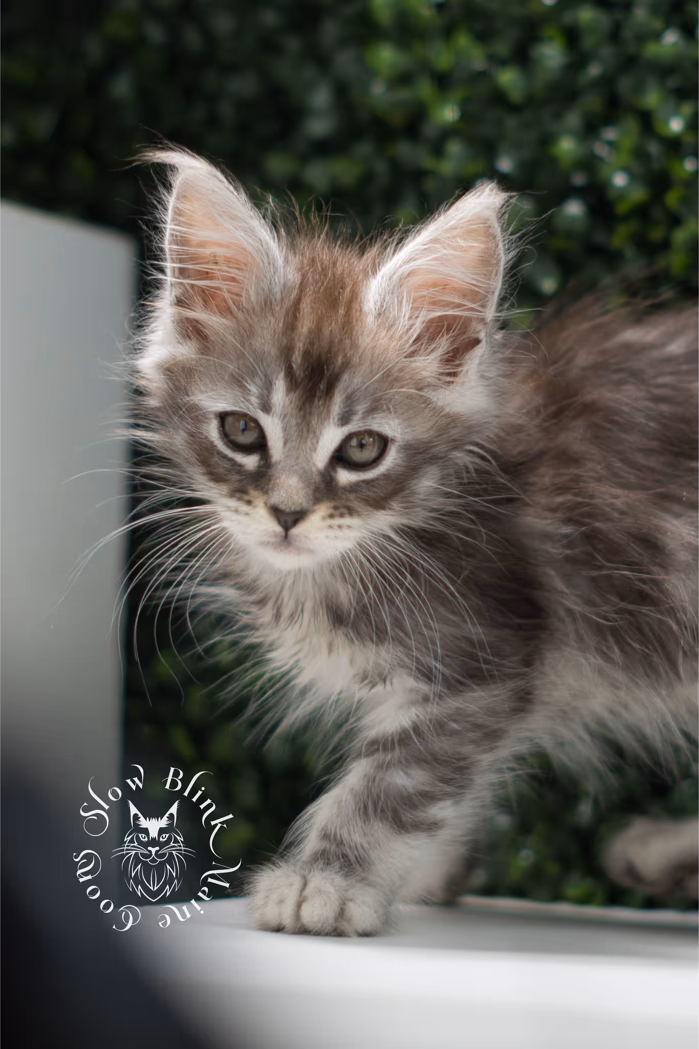 black silver tabby | maine coon kitten | ems code mco ns 22 | male | standard paws | age 5 weeks | taken jul 23 2025 | named xai Black Silver Tabby Maine Coon Kittens > black silver tabby | maine coon kitten | ems code mco ns 22 | male | standard paws | age 5 weeks | taken jul 23 2025 | named xai | idx 16