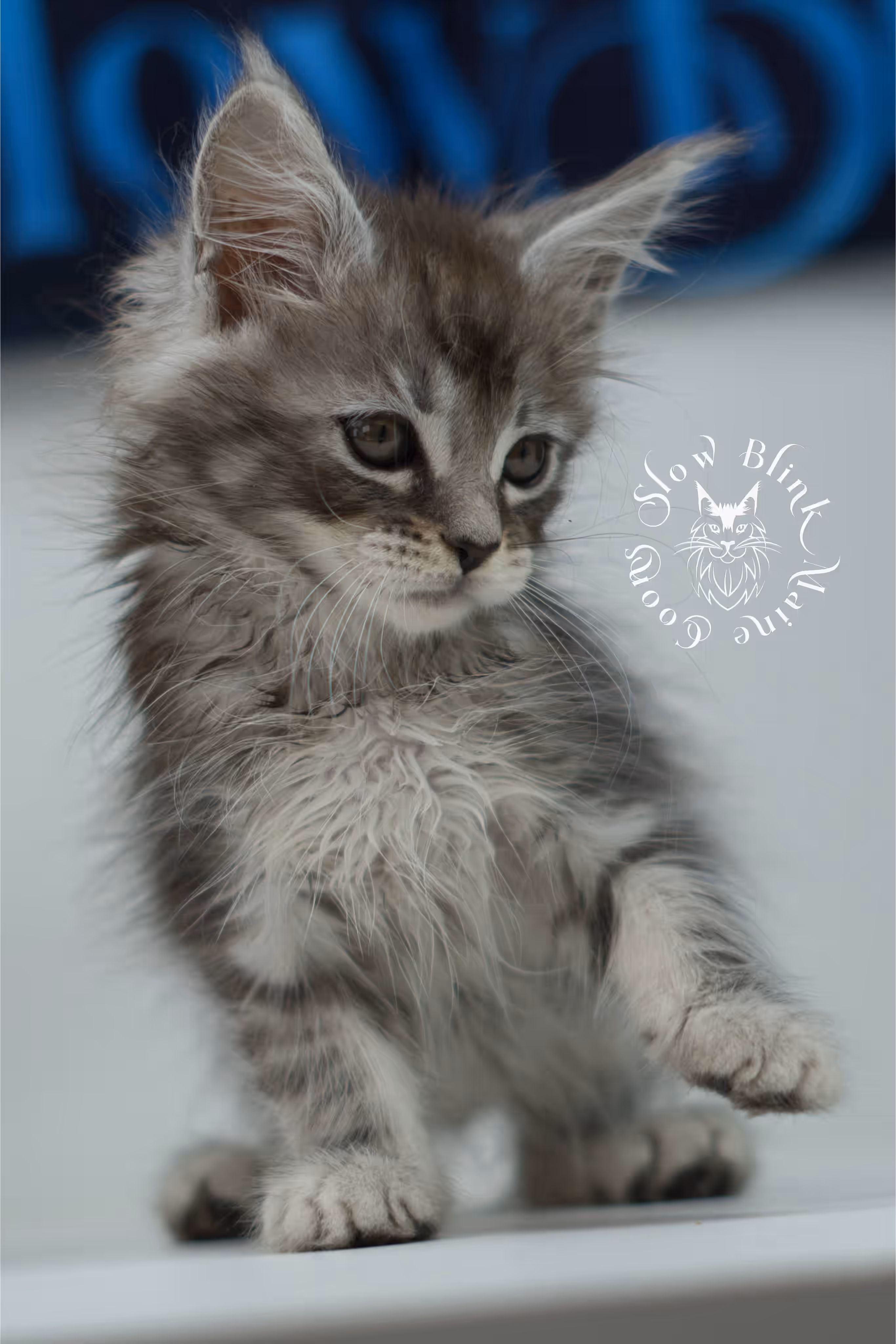 black silver tabby | maine coon kitten | ems code mco ns 22 | male | standard paws | age 5 weeks | taken jul 23 2025 | named xai Black Silver Tabby Maine Coon Kittens > black silver tabby | maine coon kitten | ems code mco ns 22 | male | standard paws | age 5 weeks | taken jul 23 2025 | named xai | idx 17