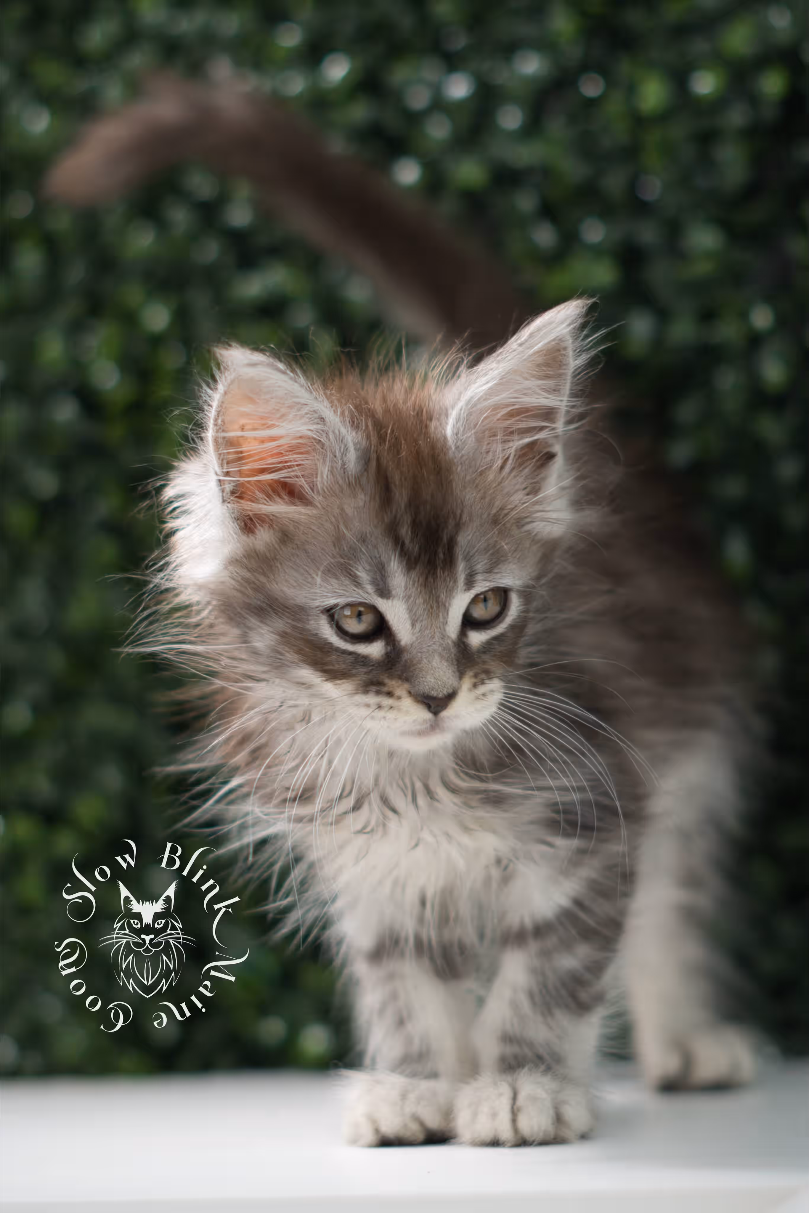 black silver tabby | maine coon kitten | ems code mco ns 22 | male | standard paws | age 5 weeks | taken jul 23 2025 | named xai Black Silver Tabby Maine Coon Kittens > black silver tabby | maine coon kitten | ems code mco ns 22 | male | standard paws | age 5 weeks | taken jul 23 2025 | named xai | idx 18