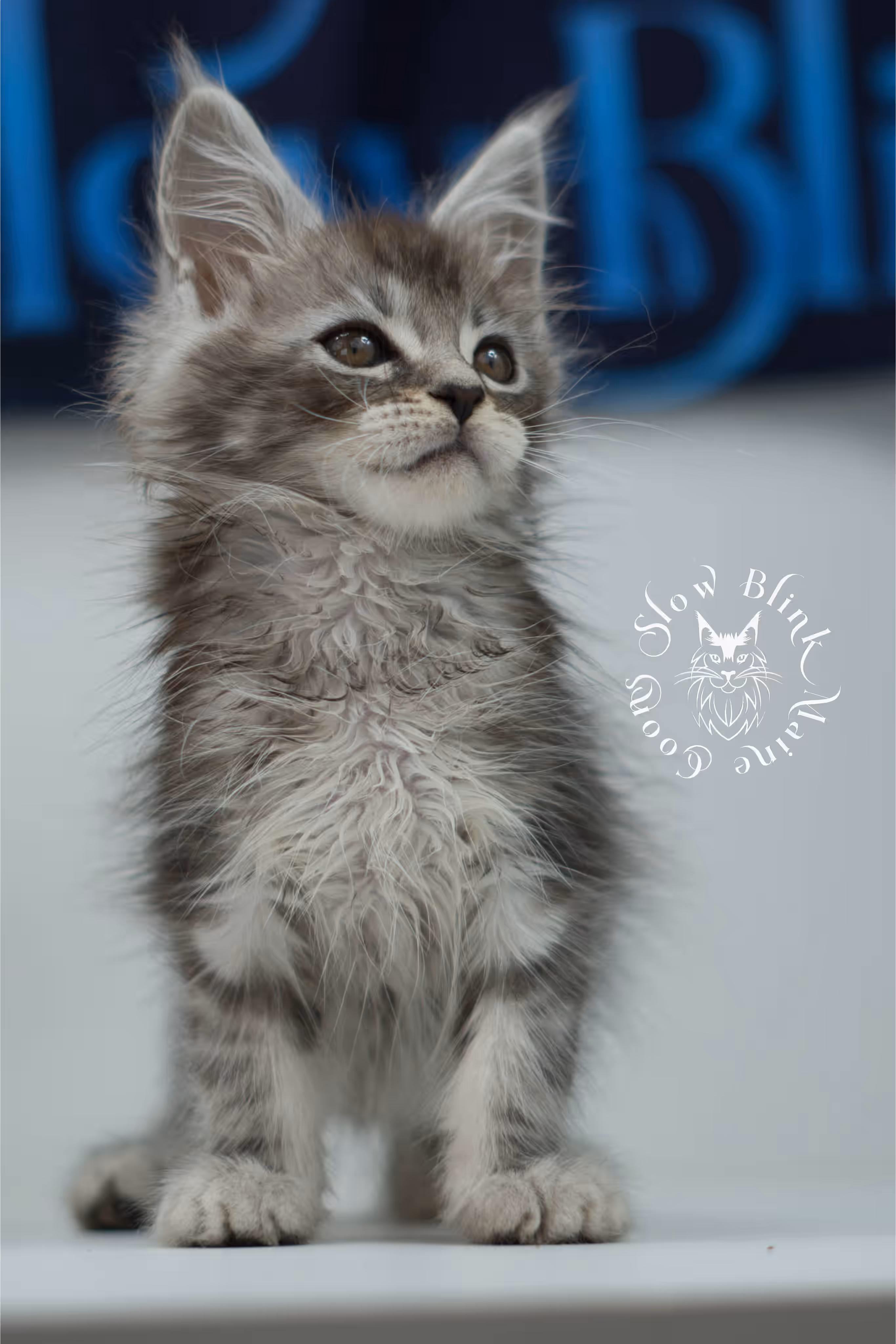 black silver tabby | maine coon kitten | ems code mco ns 22 | male | standard paws | age 5 weeks | taken jul 23 2025 | named xai Black Silver Tabby Maine Coon Kittens > black silver tabby | maine coon kitten | ems code mco ns 22 | male | standard paws | age 5 weeks | taken jul 23 2025 | named xai | idx 19