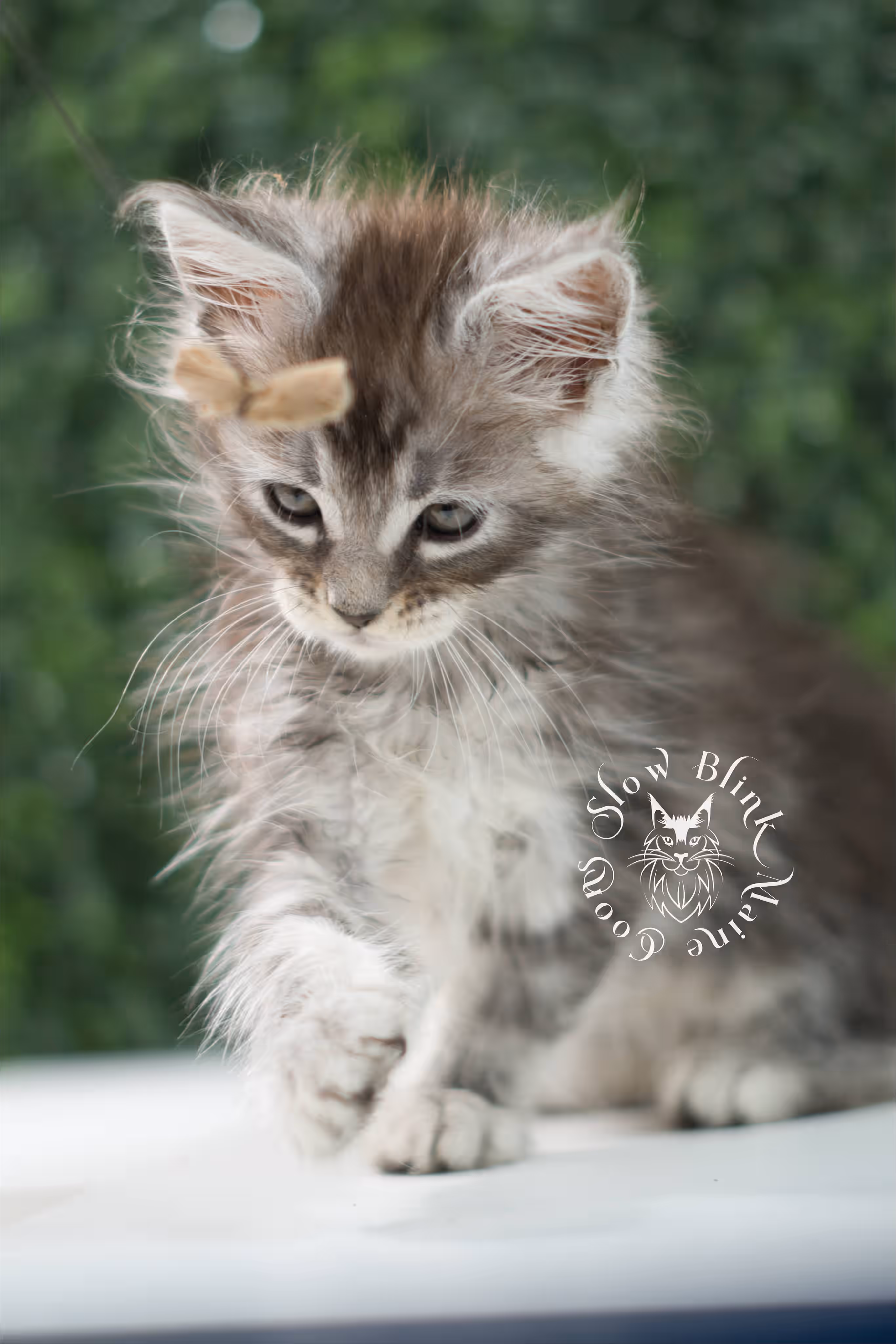 black silver tabby | maine coon kitten | ems code mco ns 22 | male | standard paws | age 5 weeks | taken jul 23 2025 | named xai Black Silver Tabby Maine Coon Kittens > black silver tabby | maine coon kitten | ems code mco ns 22 | male | standard paws | age 5 weeks | taken jul 23 2025 | named xai | idx 21