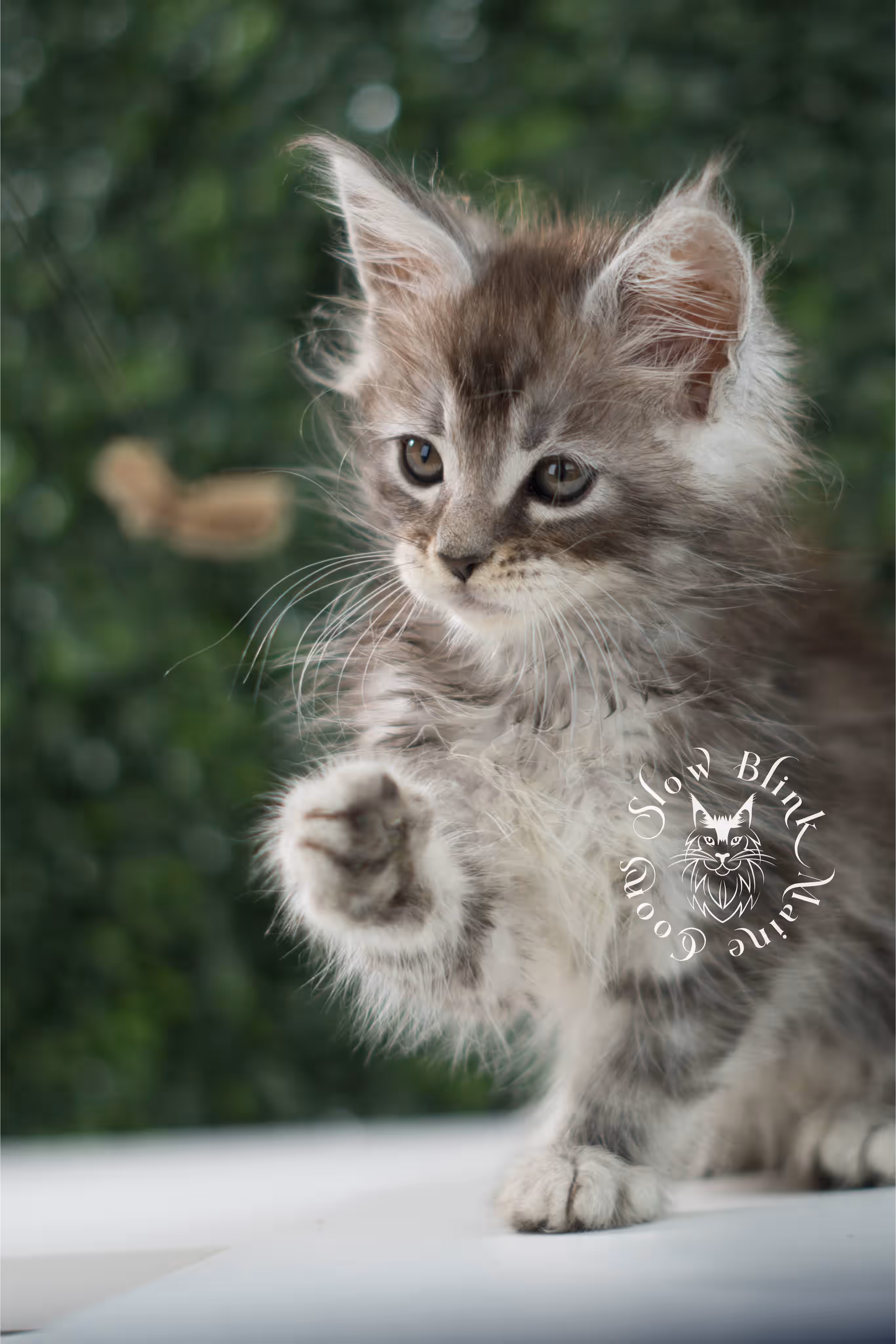 black silver tabby | maine coon kitten | ems code mco ns 22 | male | standard paws | age 5 weeks | taken jul 23 2025 | named xai Black Silver Tabby Maine Coon Kittens > black silver tabby | maine coon kitten | ems code mco ns 22 | male | standard paws | age 5 weeks | taken jul 23 2025 | named xai | idx 22
