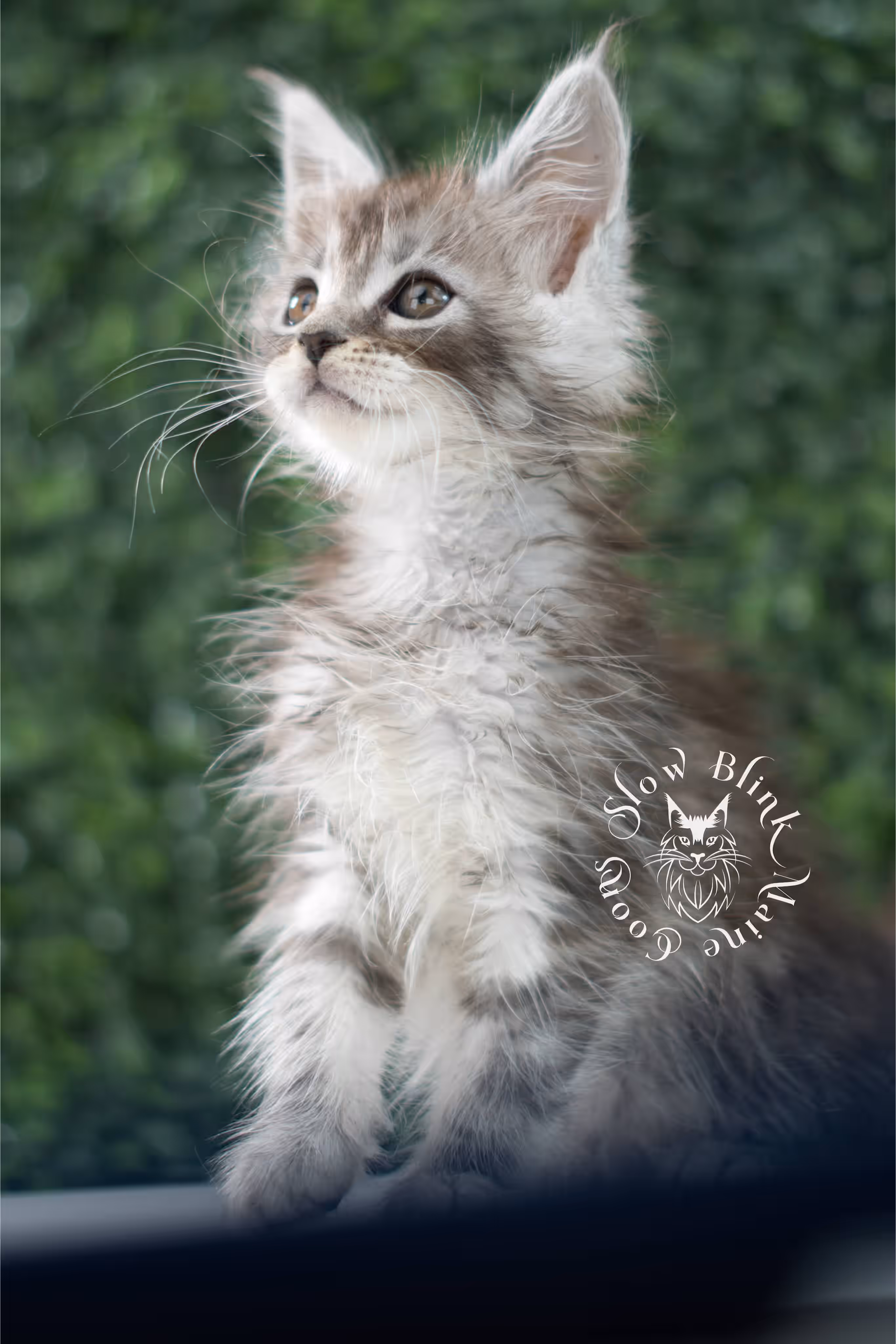 black silver tabby | maine coon kitten | ems code mco ns 22 | male | standard paws | age 5 weeks | taken jul 23 2025 | named xai Black Silver Tabby Maine Coon Kittens > black silver tabby | maine coon kitten | ems code mco ns 22 | male | standard paws | age 5 weeks | taken jul 23 2025 | named xai | idx 23