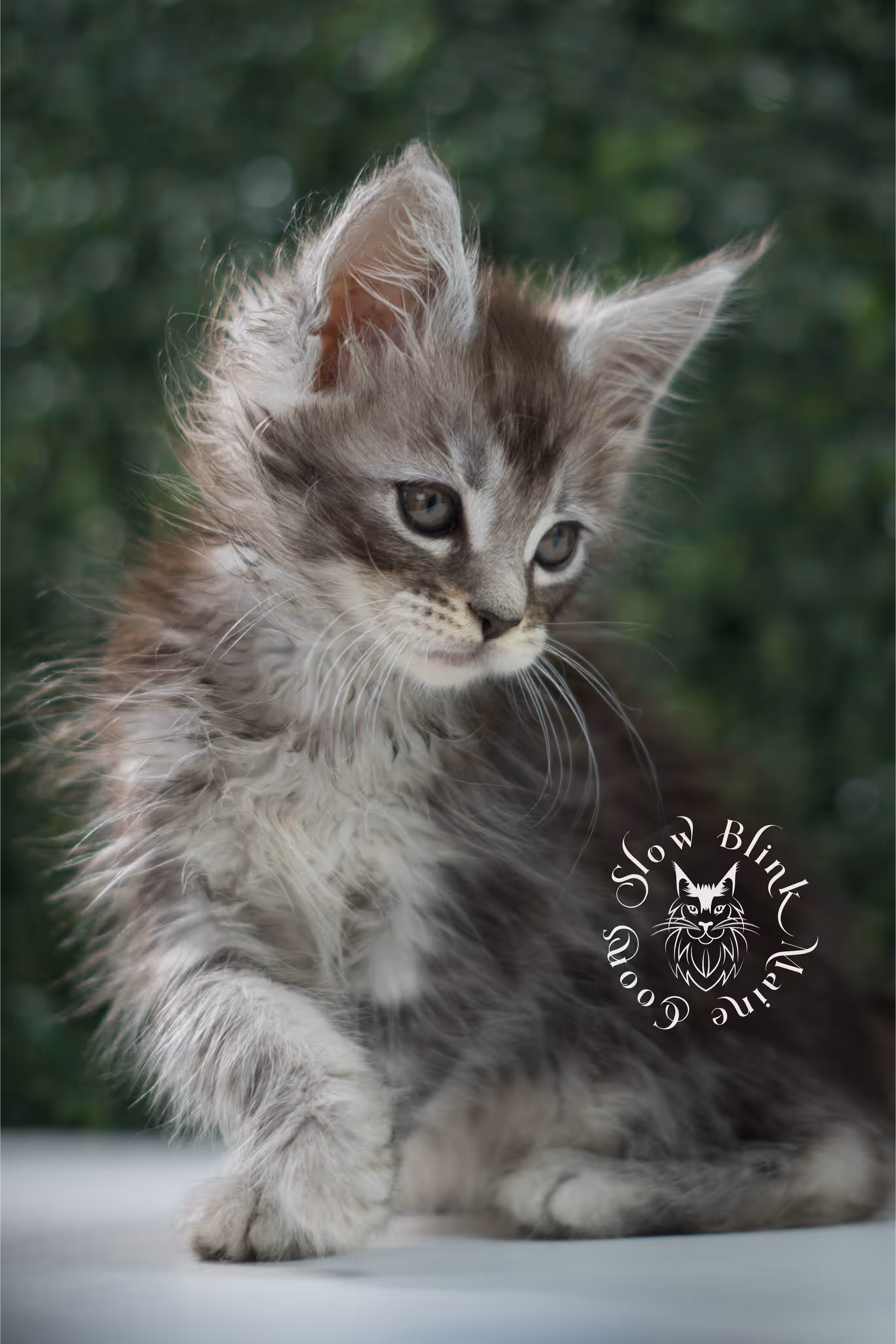 black silver tabby | maine coon kitten | ems code mco ns 22 | male | standard paws | age 5 weeks | taken jul 23 2025 | named xai Black Silver Tabby Maine Coon Kittens > black silver tabby | maine coon kitten | ems code mco ns 22 | male | standard paws | age 5 weeks | taken jul 23 2025 | named xai | idx 24