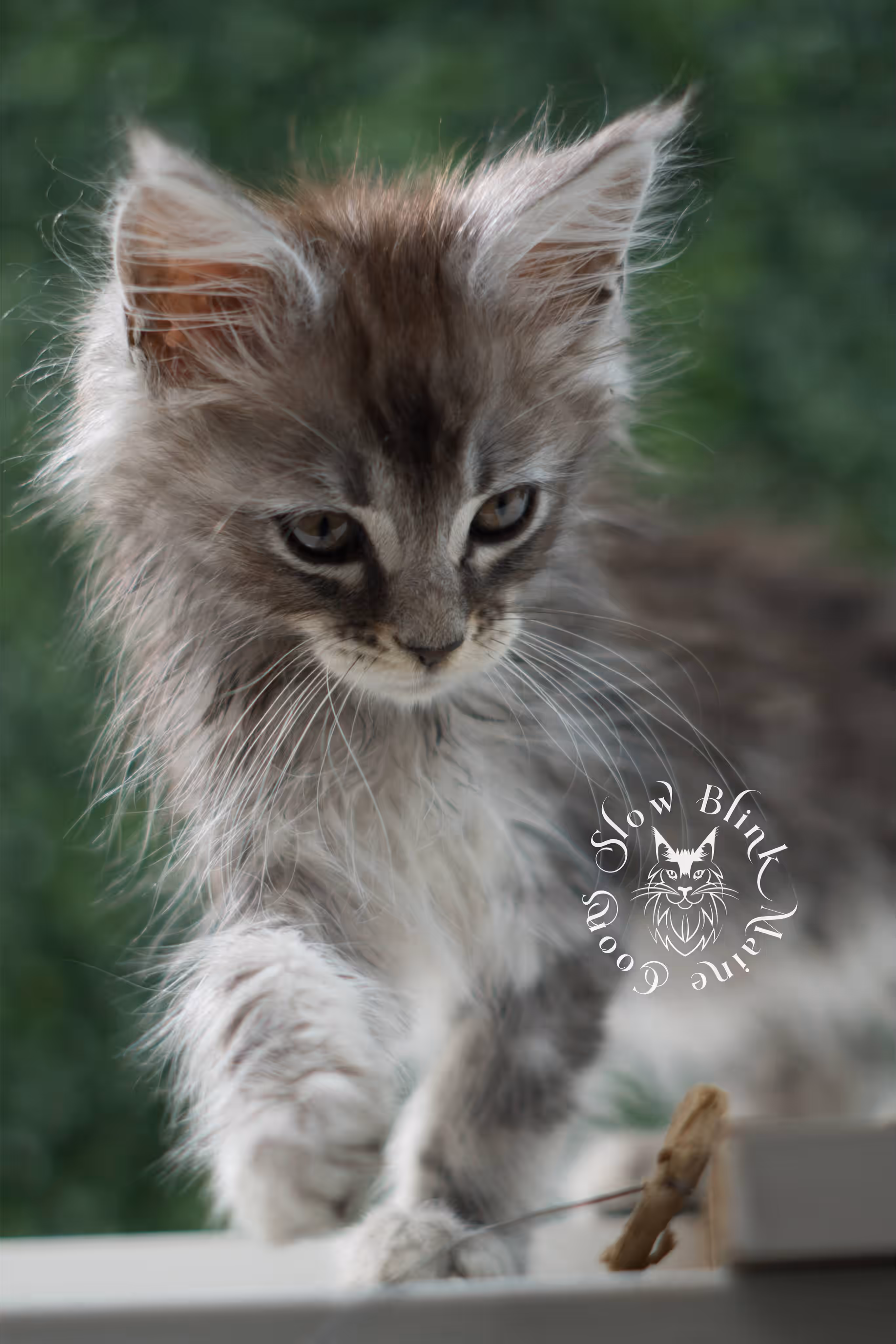 black silver tabby | maine coon kitten | ems code mco ns 22 | male | standard paws | age 5 weeks | taken jul 23 2025 | named xai Black Silver Tabby Maine Coon Kittens > black silver tabby | maine coon kitten | ems code mco ns 22 | male | standard paws | age 5 weeks | taken jul 23 2025 | named xai | idx 25