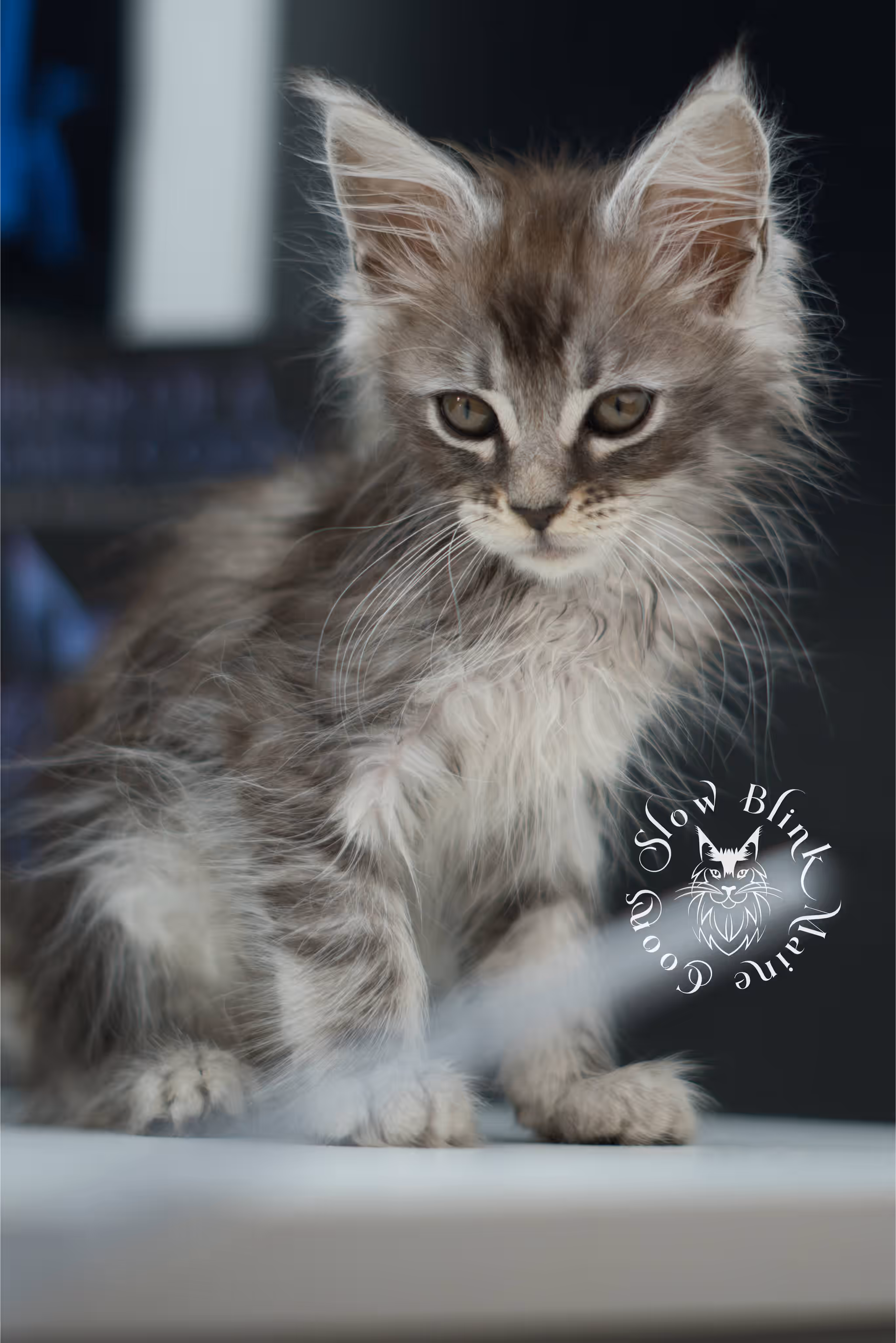 black silver tabby | maine coon kitten | ems code mco ns 22 | male | standard paws | age 5 weeks | taken jul 23 2025 | named xai Black Silver Tabby Maine Coon Kittens > black silver tabby | maine coon kitten | ems code mco ns 22 | male | standard paws | age 5 weeks | taken jul 23 2025 | named xai | idx 26