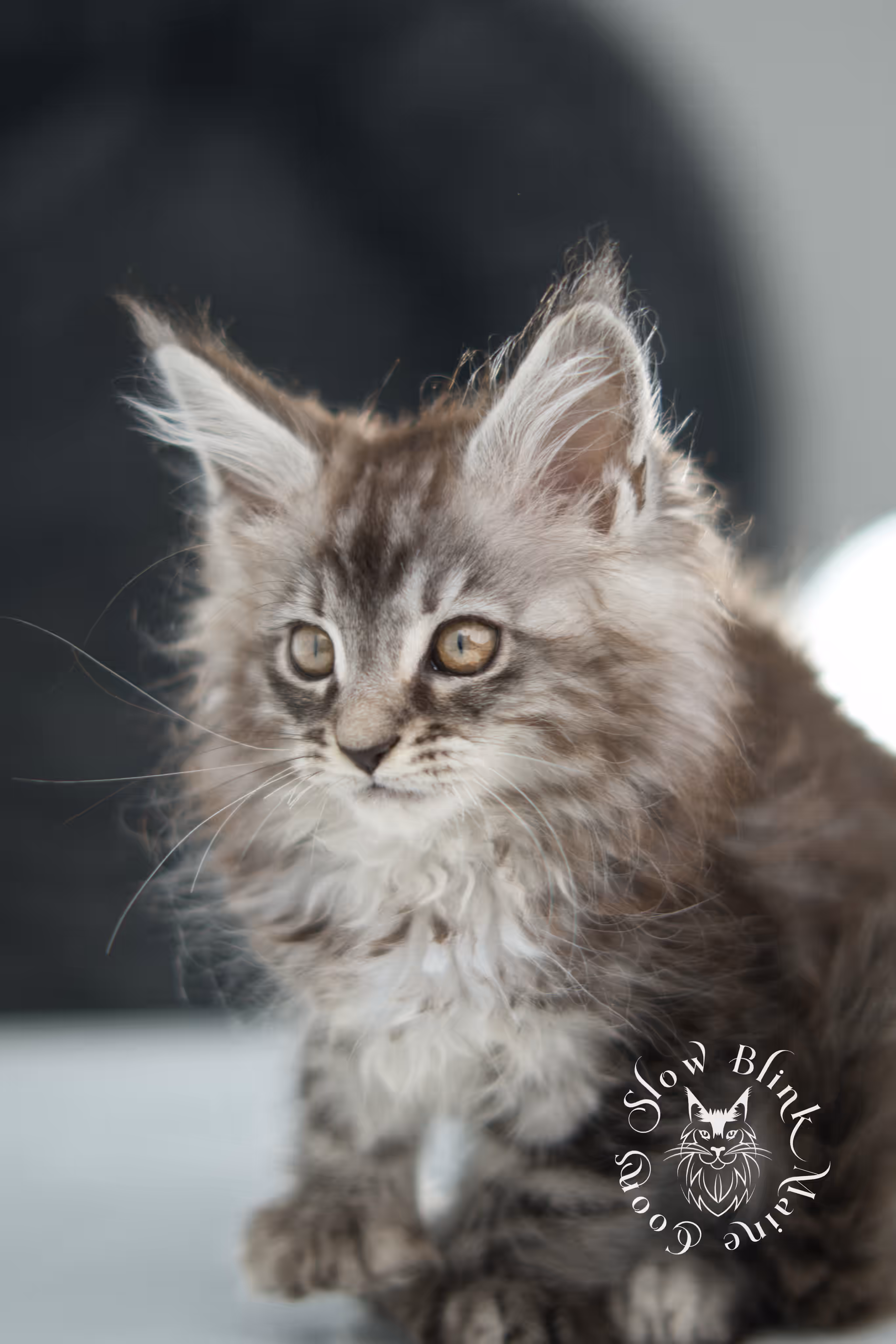 black silver tabby | maine coon kitten | ems code mco ns 22 | taken jan 2025 | age 5 weeks | male Black Silver Tabby Maine Coon Kittens > black silver tabby | maine coon kitten | ems code mco ns 22 | taken jan 2025 | age 5 weeks | male | idx 01