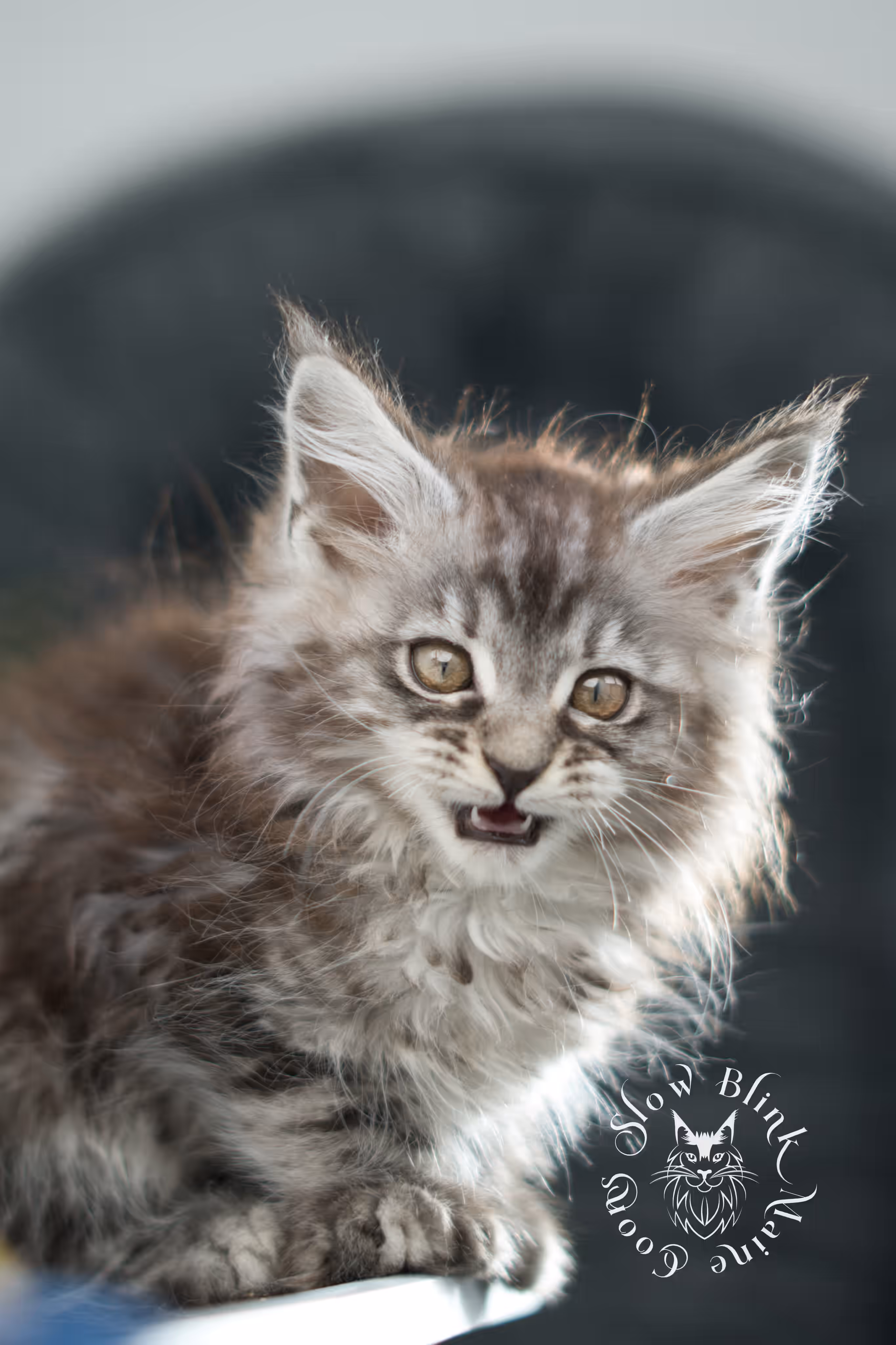 black silver tabby | maine coon kitten | ems code mco ns 22 | taken jan 2025 | age 5 weeks | male Black Silver Tabby Maine Coon Kittens > black silver tabby | maine coon kitten | ems code mco ns 22 | taken jan 2025 | age 5 weeks | male | idx 02
