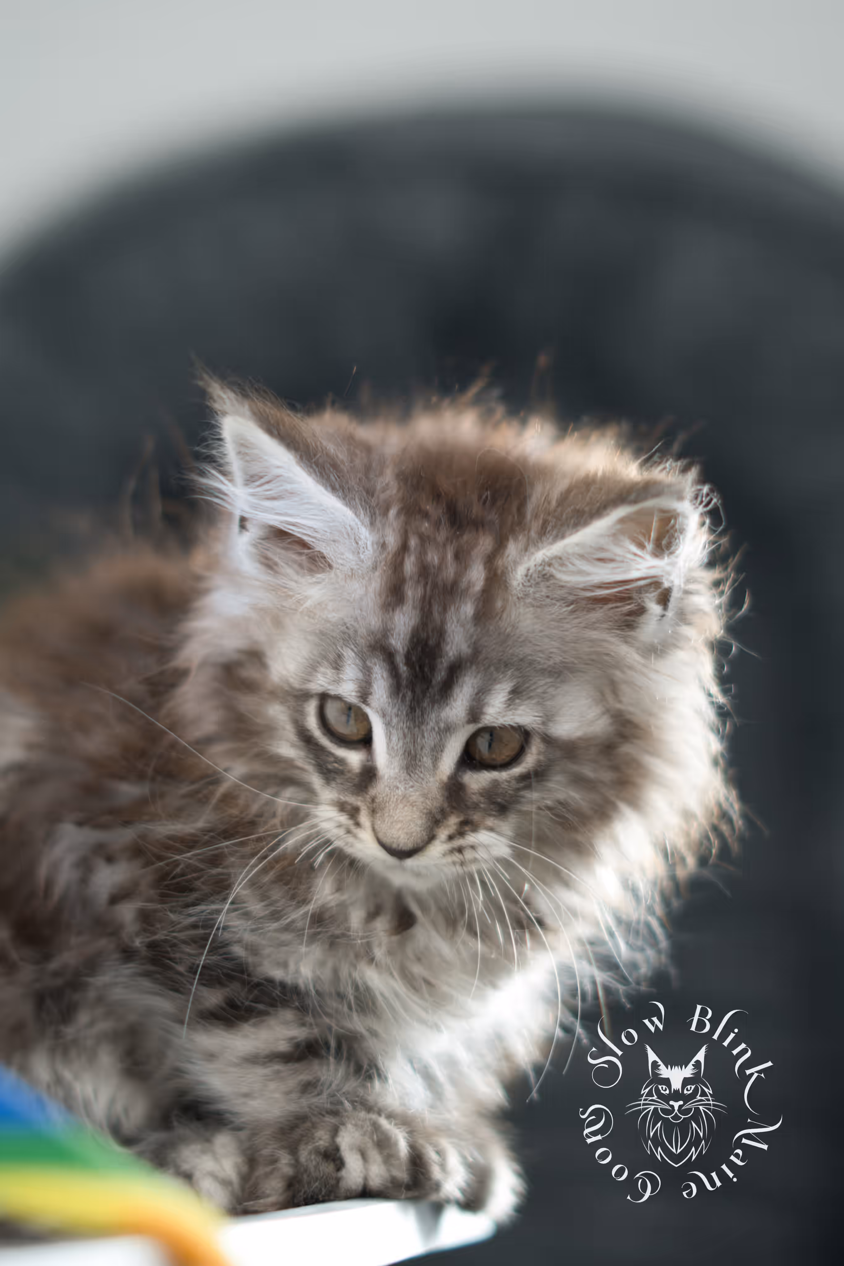 black silver tabby | maine coon kitten | ems code mco ns 22 | taken jan 2025 | age 5 weeks | male Black Silver Tabby Maine Coon Kittens > black silver tabby | maine coon kitten | ems code mco ns 22 | taken jan 2025 | age 5 weeks | male | idx 03