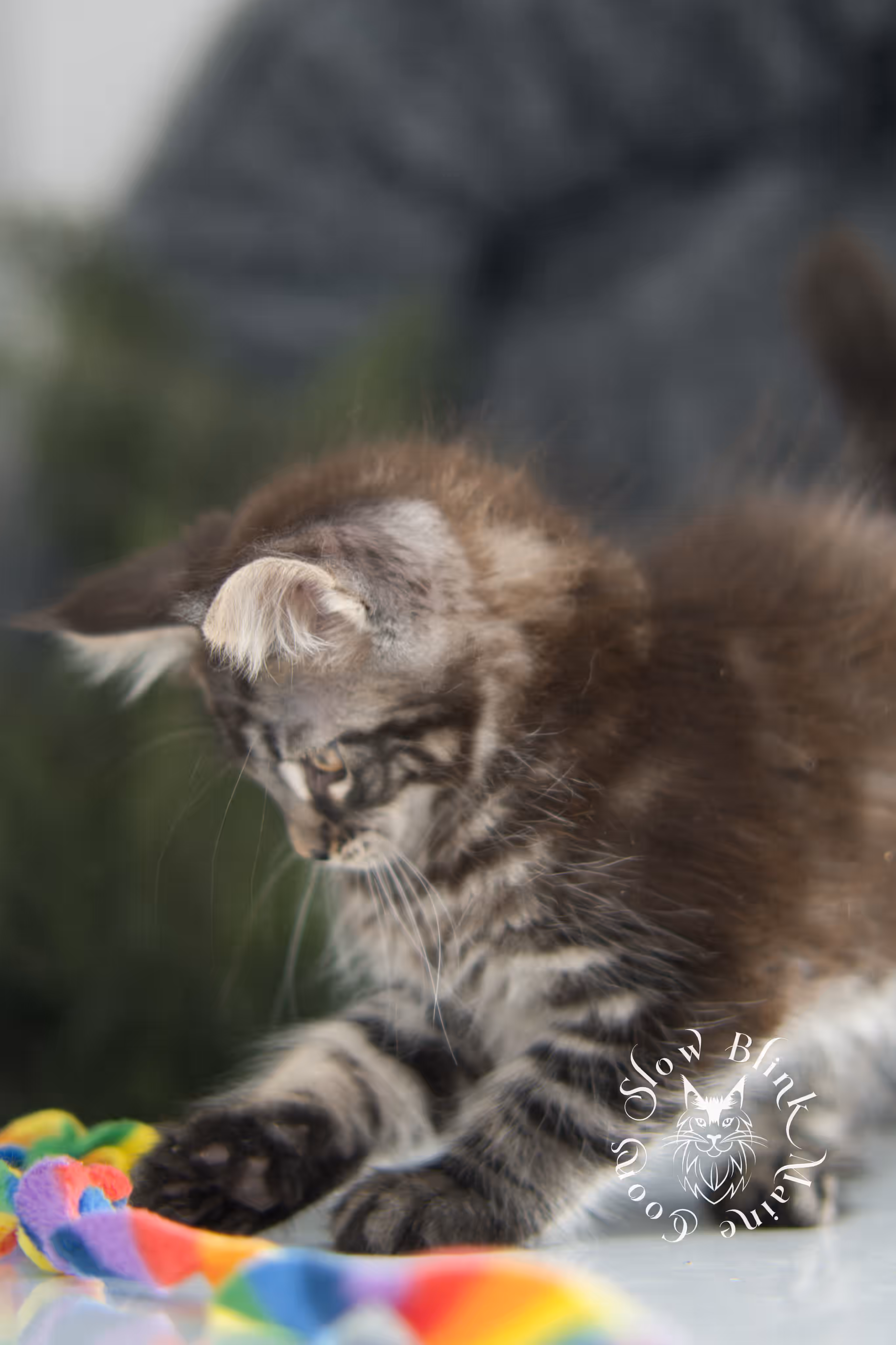 black silver tabby | maine coon kitten | ems code mco ns 22 | taken jan 2025 | age 8 weeks | female Black Silver Tabby Maine Coon Kittens > black silver tabby | maine coon kitten | ems code mco ns 22 | taken jan 2025 | age 8 weeks | female | idx 01